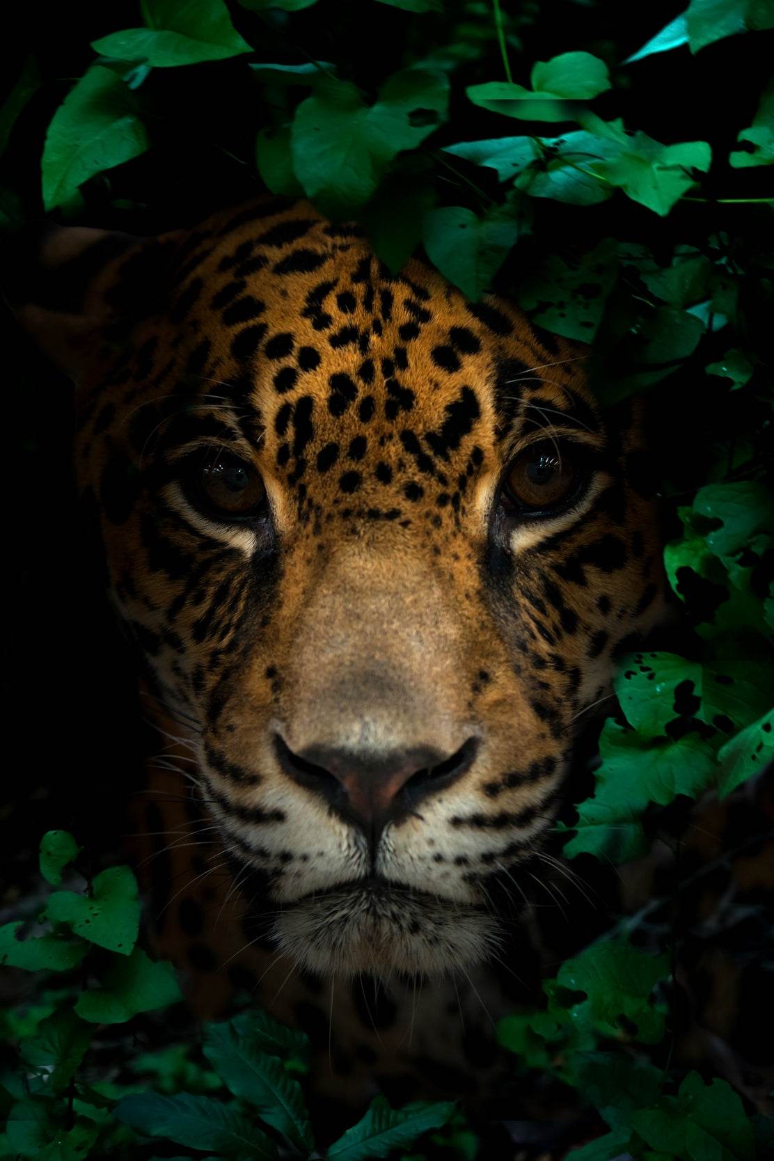 Leopard Animal Wall Art - beink online art store
