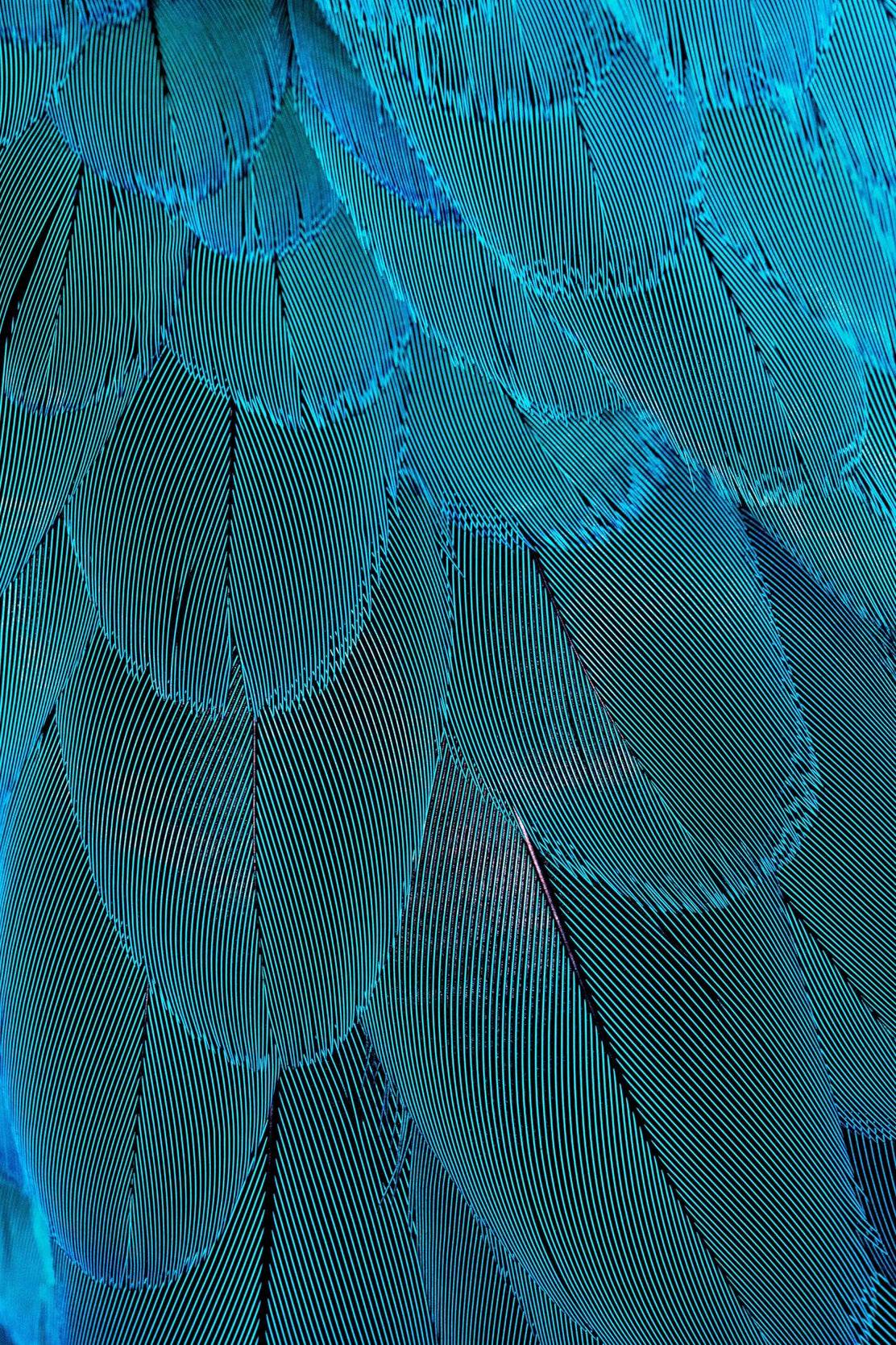 Blue Bird Feather Abstract Wall Art - beink online art store