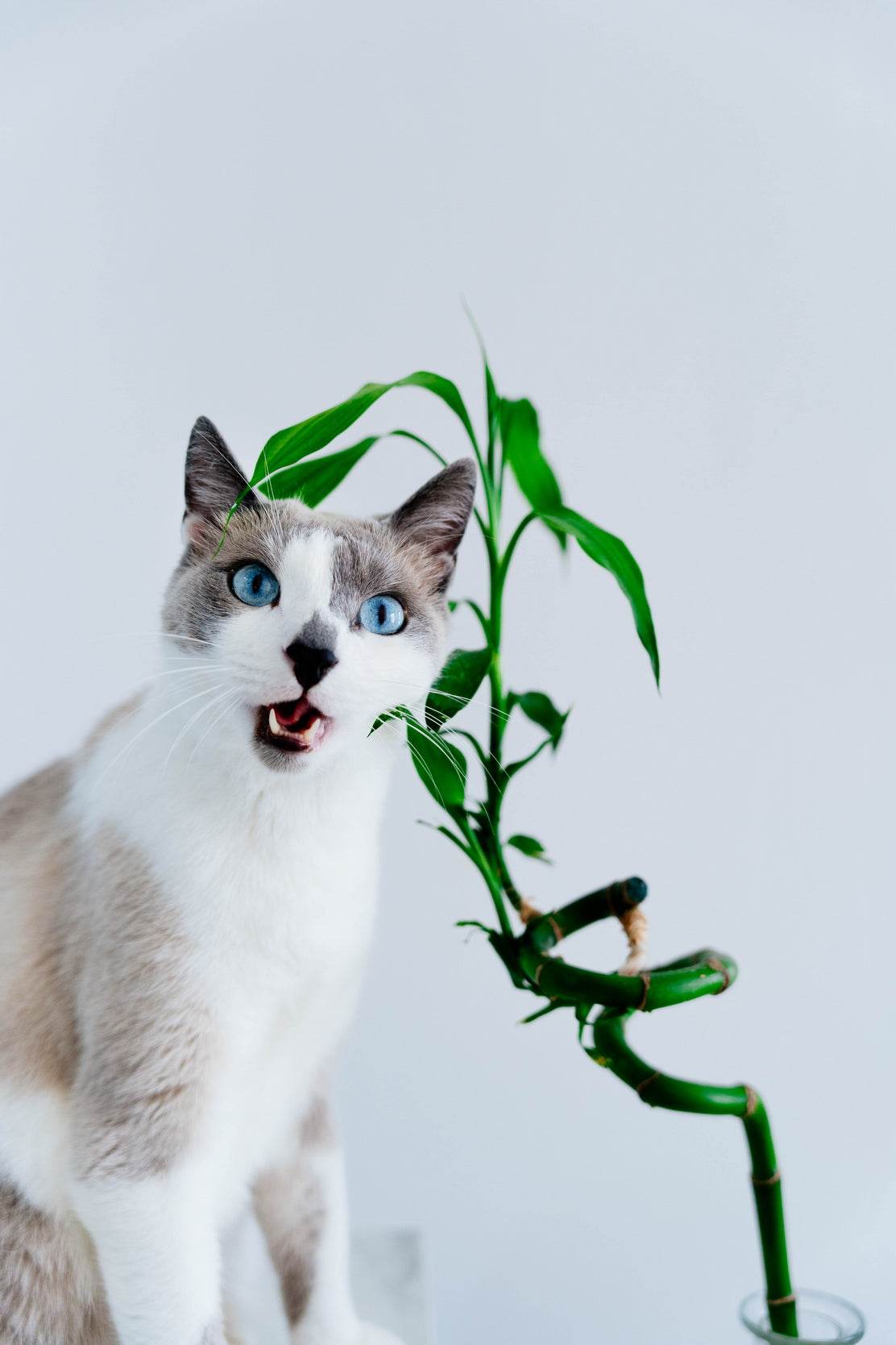 Siamese Cat Animal Wall Art - beink online art store