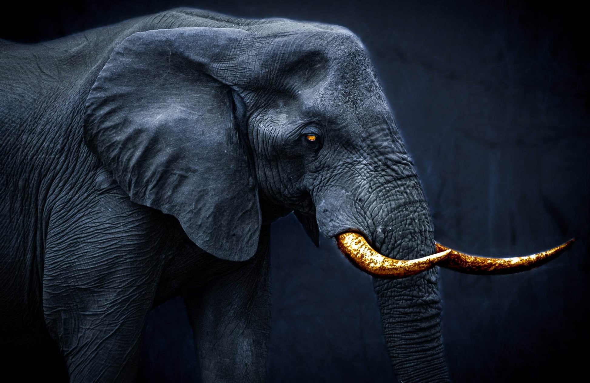 Side Picture of African Bush Elephant - beink online art store