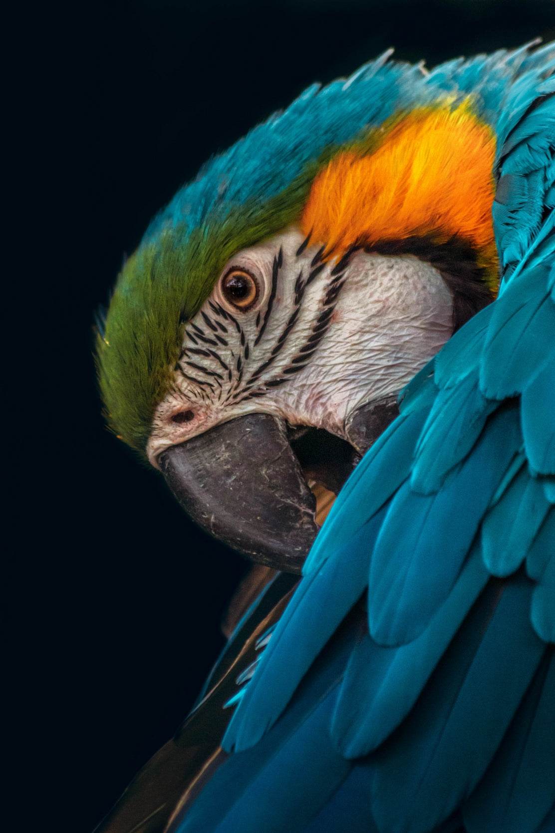 Closeup of Macaw Bird Wall Art - beink online art store