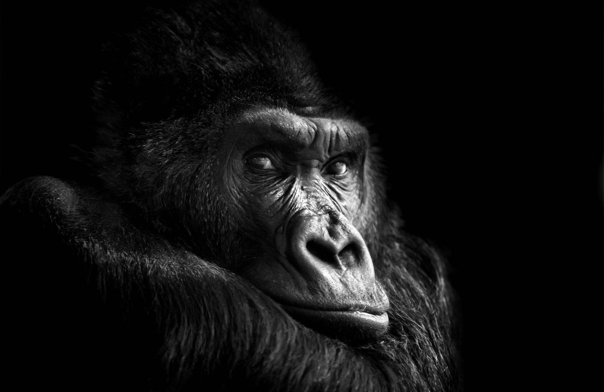 Portrait of Gorilla With Black Background - beink online art store