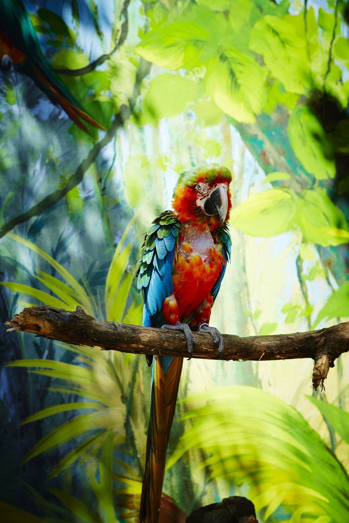 Macaw Bird Wall Art - beink online art store