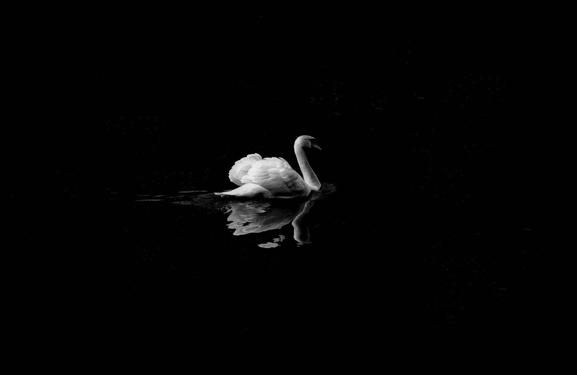 Swan Black & White Wall Art - beink online art store