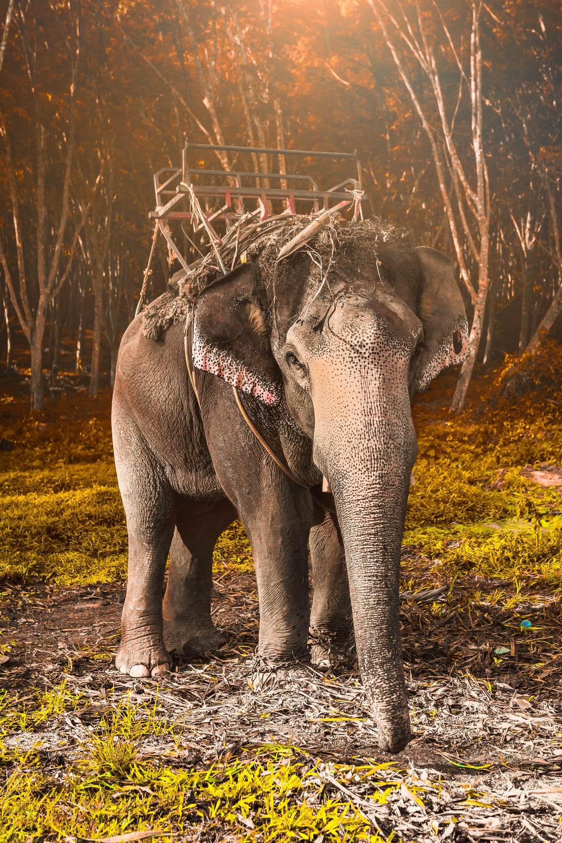 Indian Elephant Animal Wall Art - beink online art store