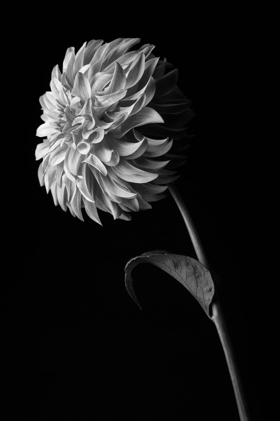 Dahlia Black & White Wall Art - beink online art store