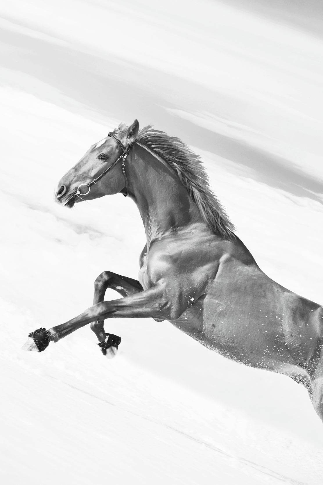 Sorrel Horse Black & White Wall Art - beink online art store