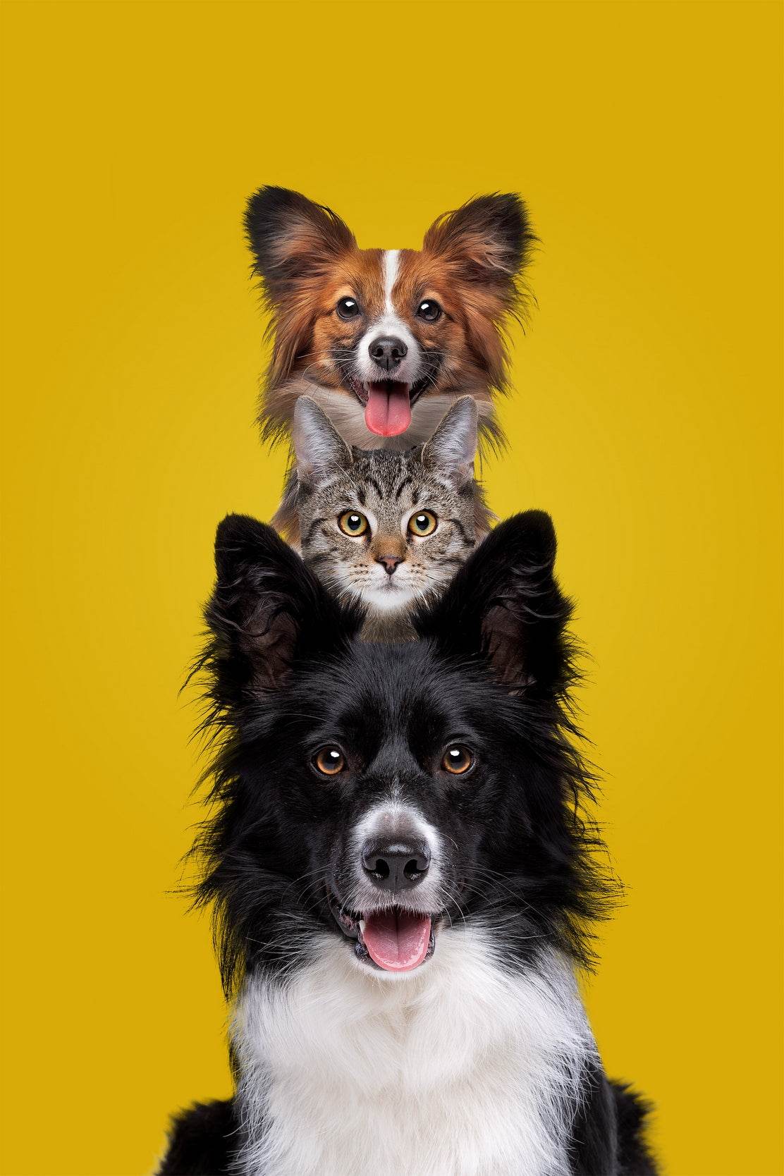 Cute Cat and Dogs Animal Wall Art - beink online art store