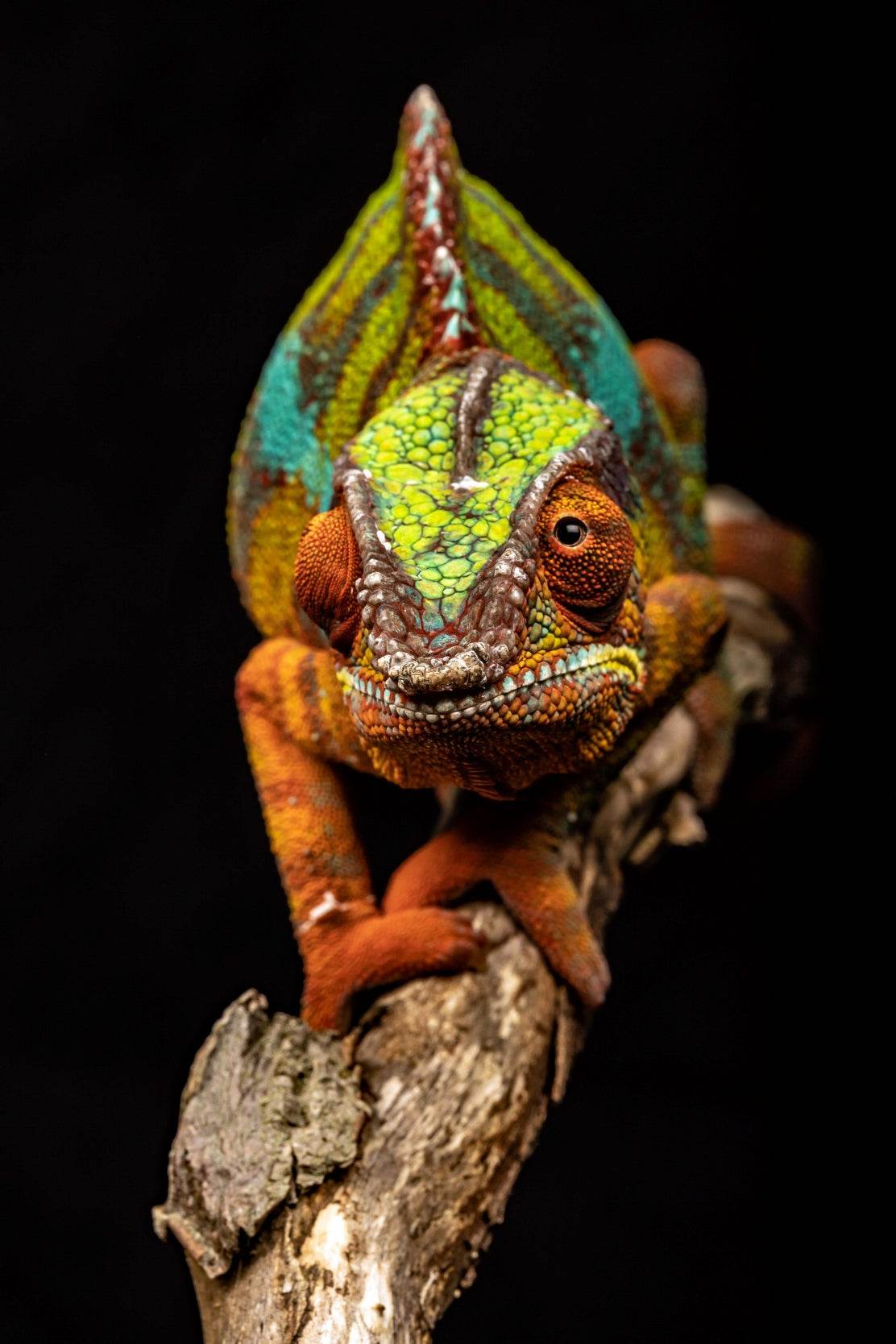 Panther Chameleon Animal Wall Art - beink online art store