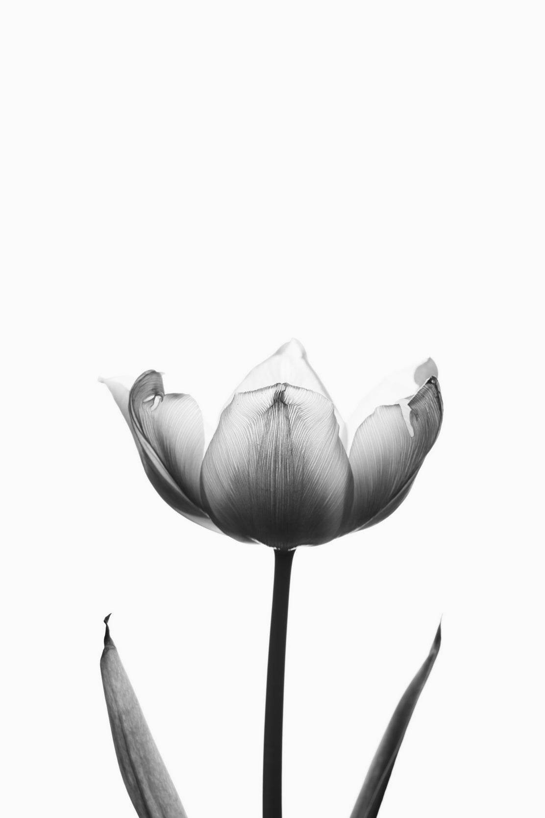 Tulip Black & White Wall Art - beink online art store