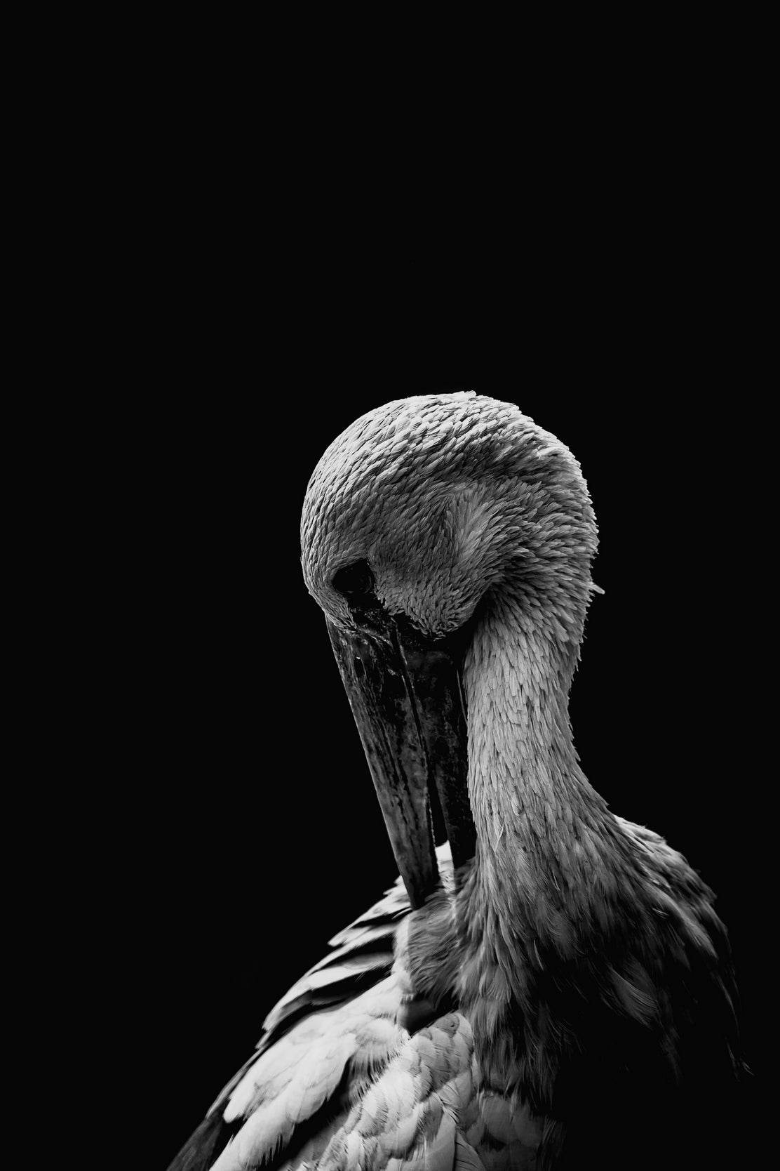 White Stork Bird Black & White Wall Art - beink online art store