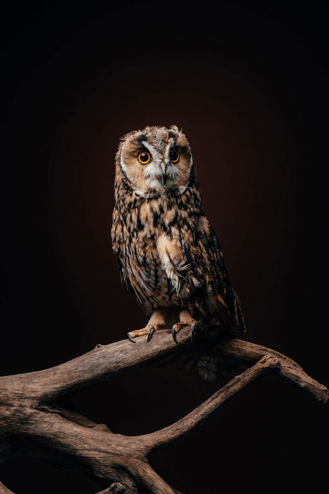 Long-Eared Owl Bird Wall Art - beink online art store