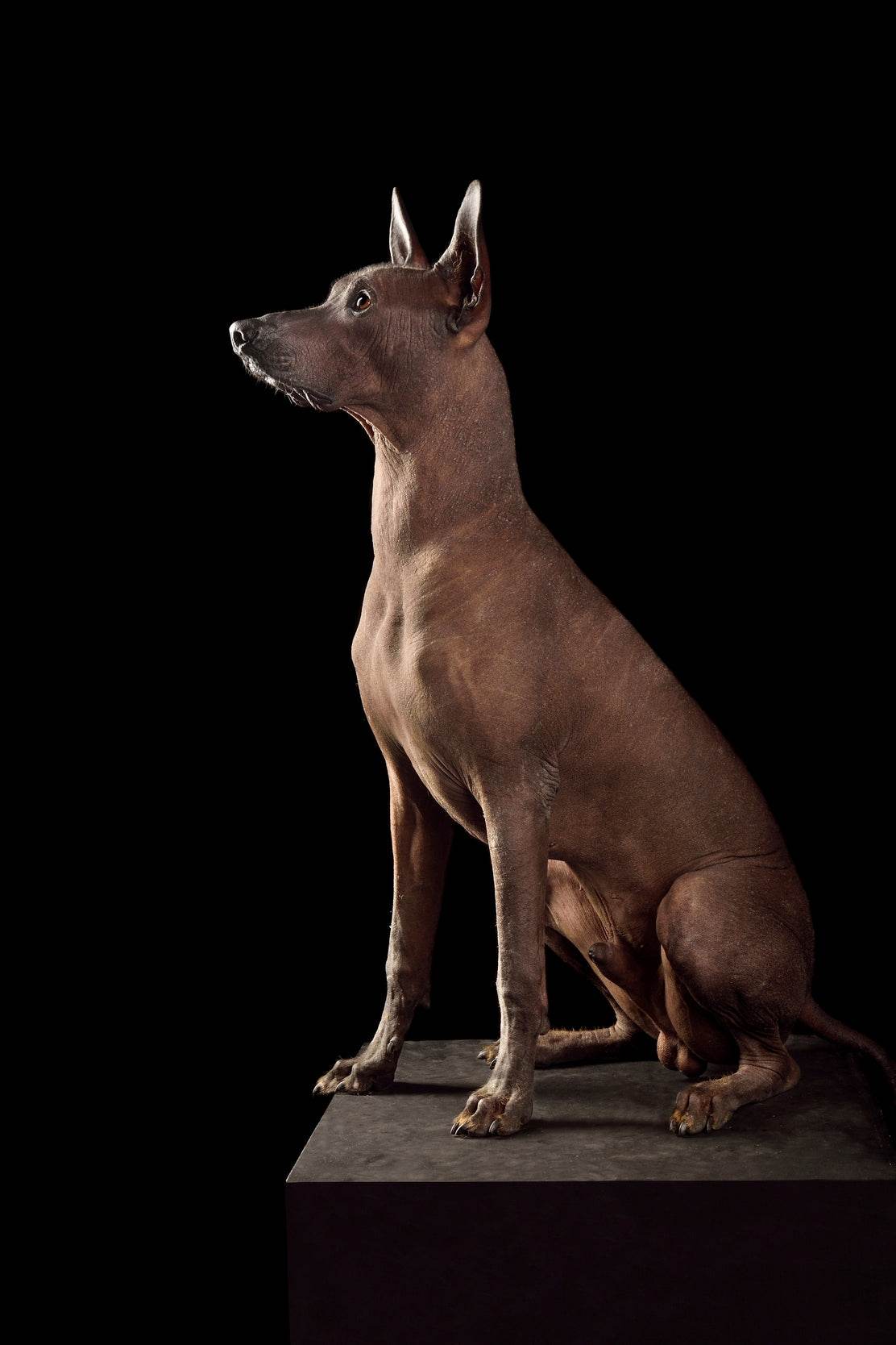 Peruvian Inca Orchid Dog Picture Wall Art - beink online art store