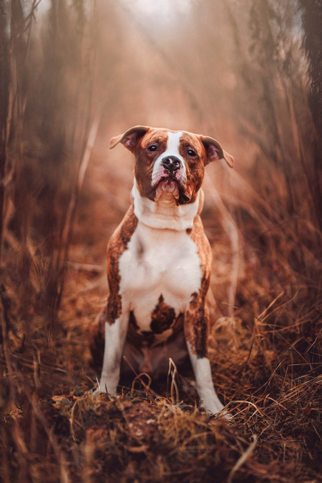 Picture of Standing Pit Bull Wall Art - beink online art store
