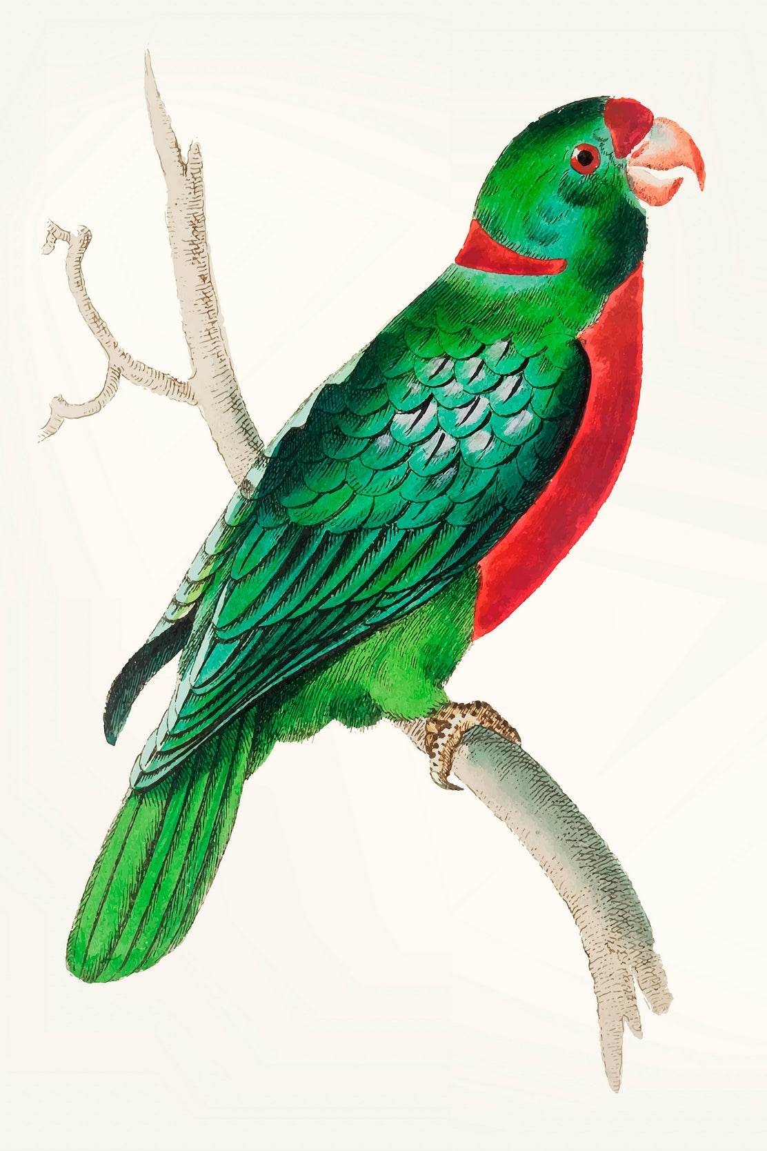 Watorcolor Painting of Green Parrot Wall Art - beink online art store
