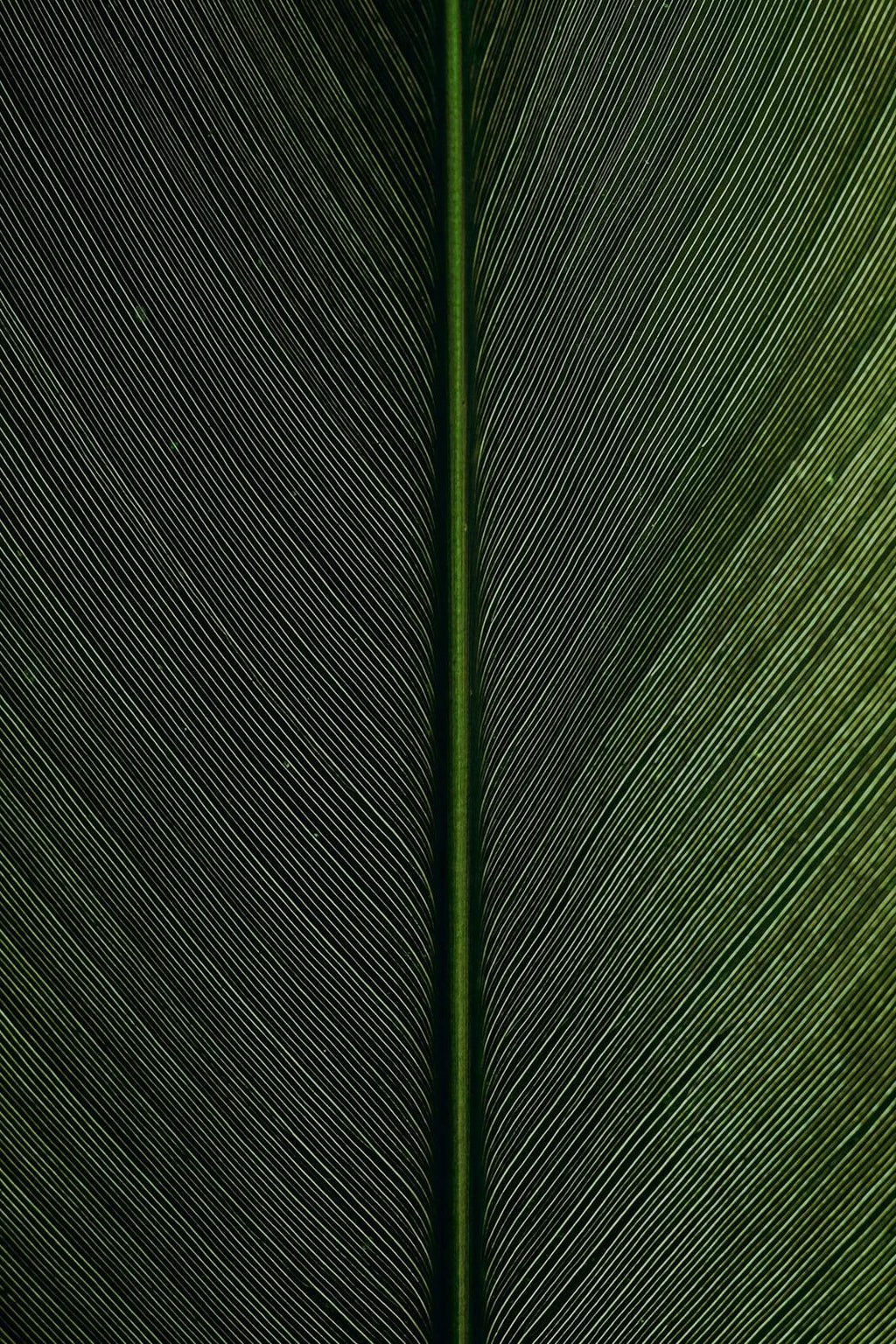 Leaf Lines Green Abstract Wall Art - beink online art store
