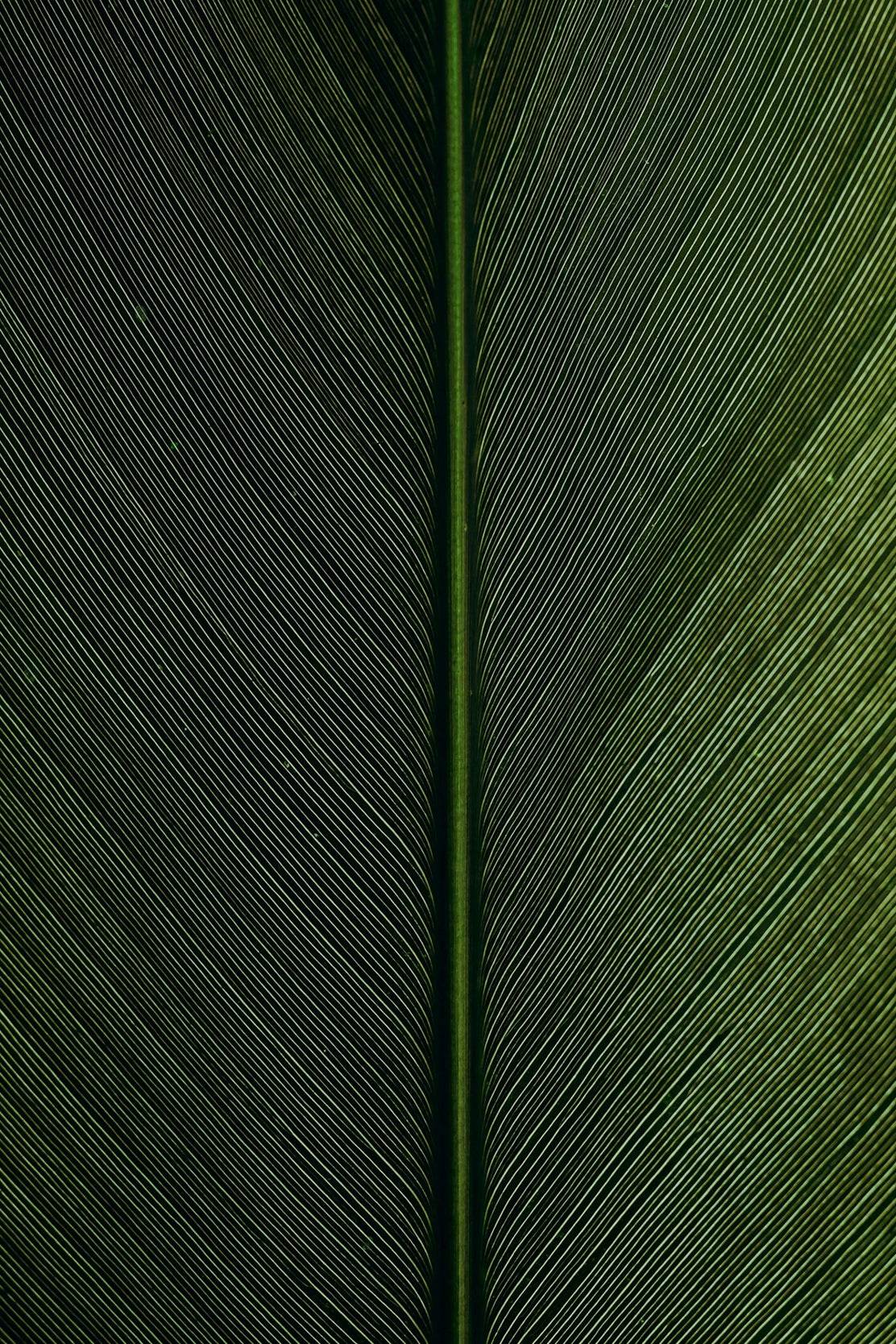 Leaf Lines Green Abstract Wall Art - beink online art store