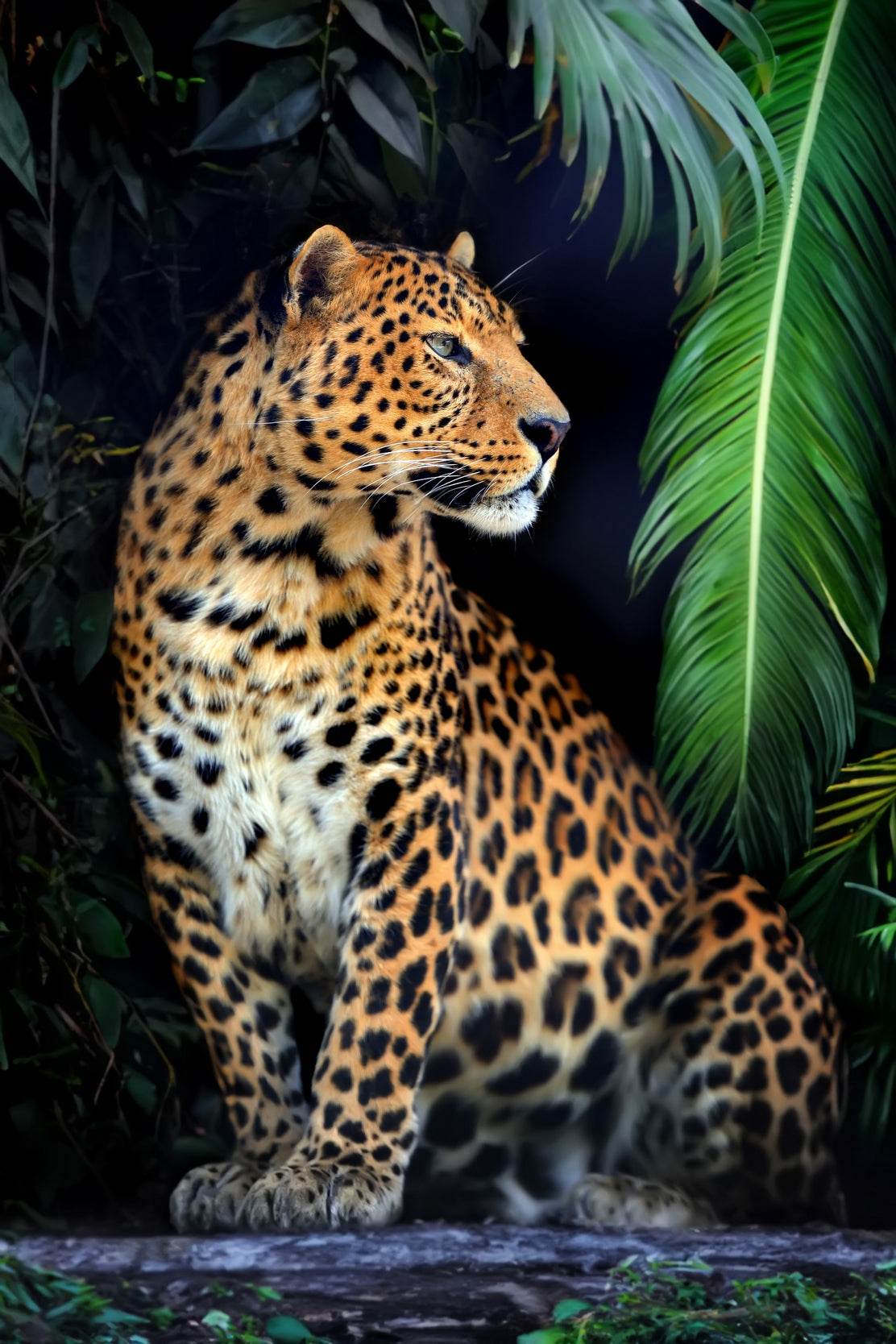 Indochinese Leopard Wall Art - beink online art store