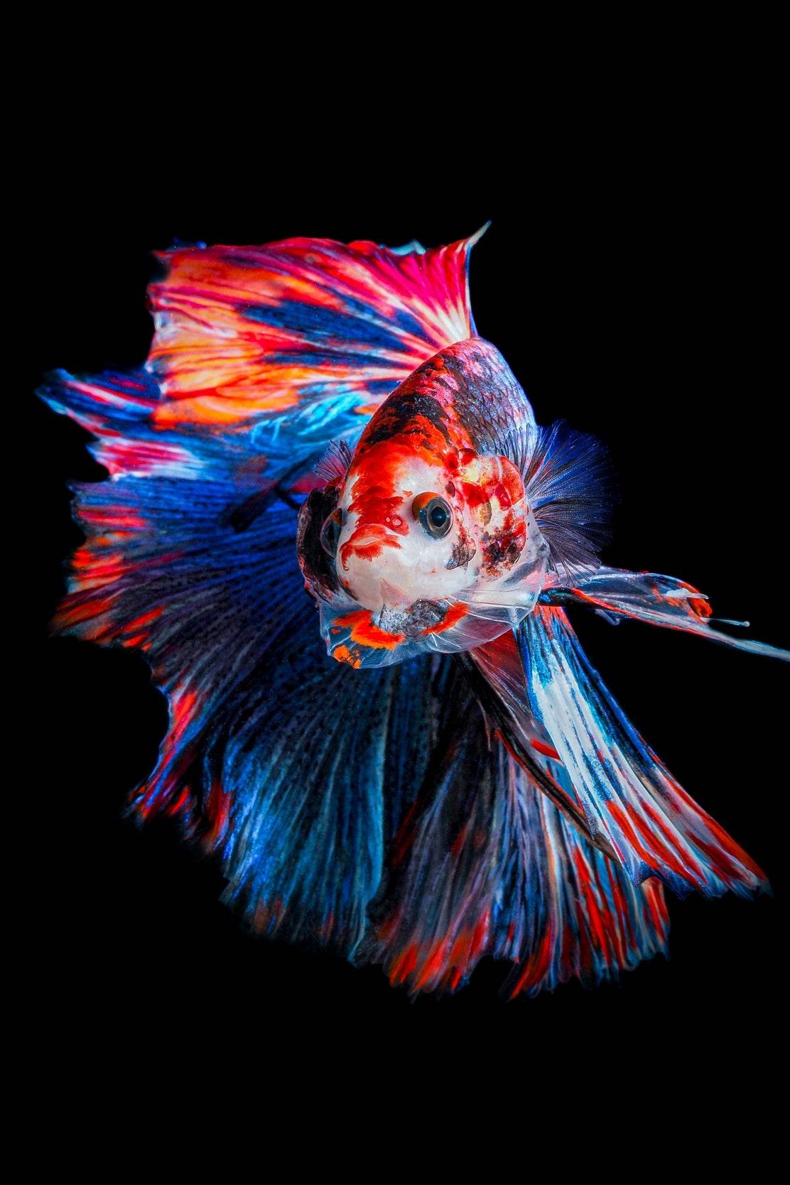 Siamese Fighting Fish Wall Art - beink online art store