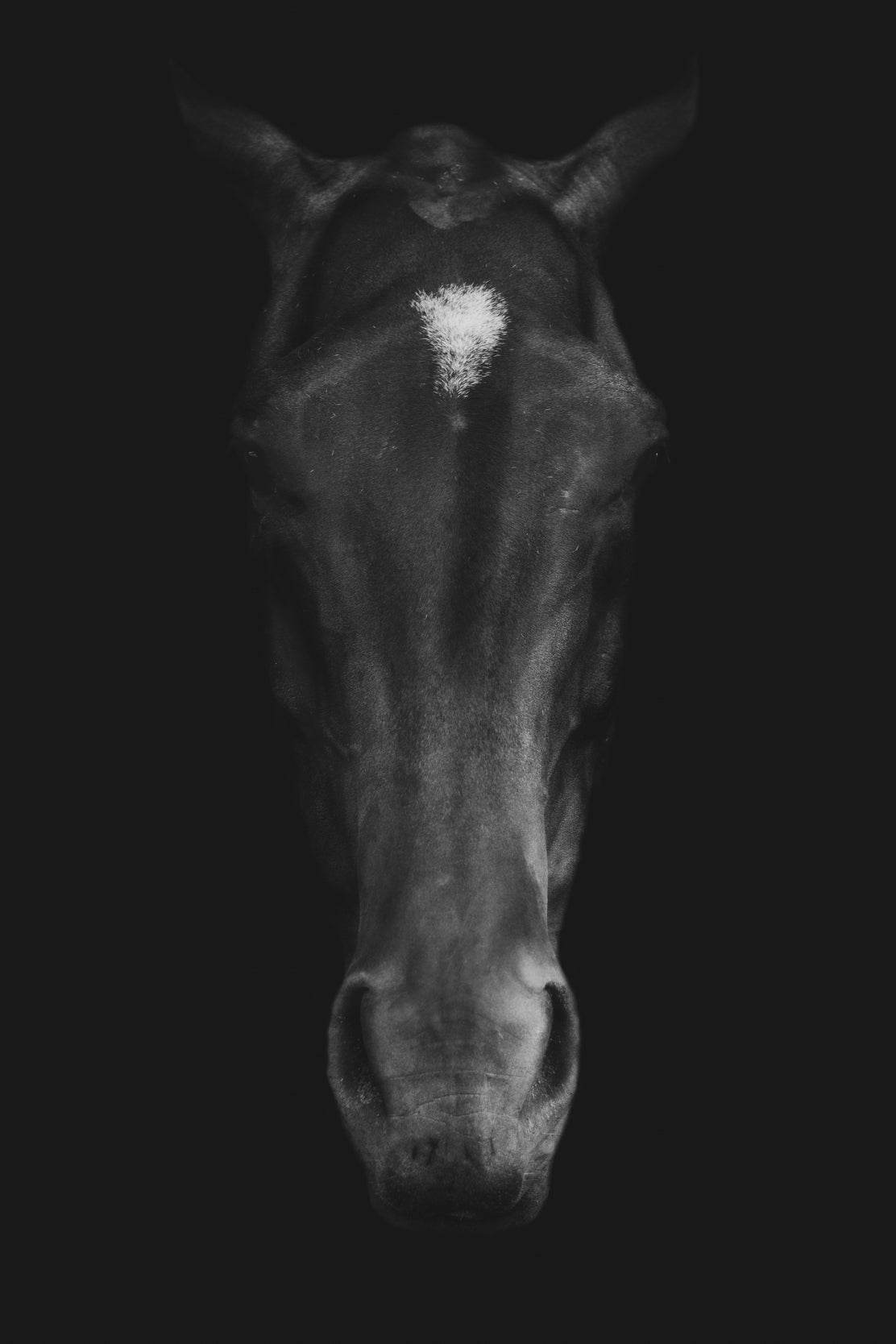 Stallion Black & White Wall Art - beink online art store