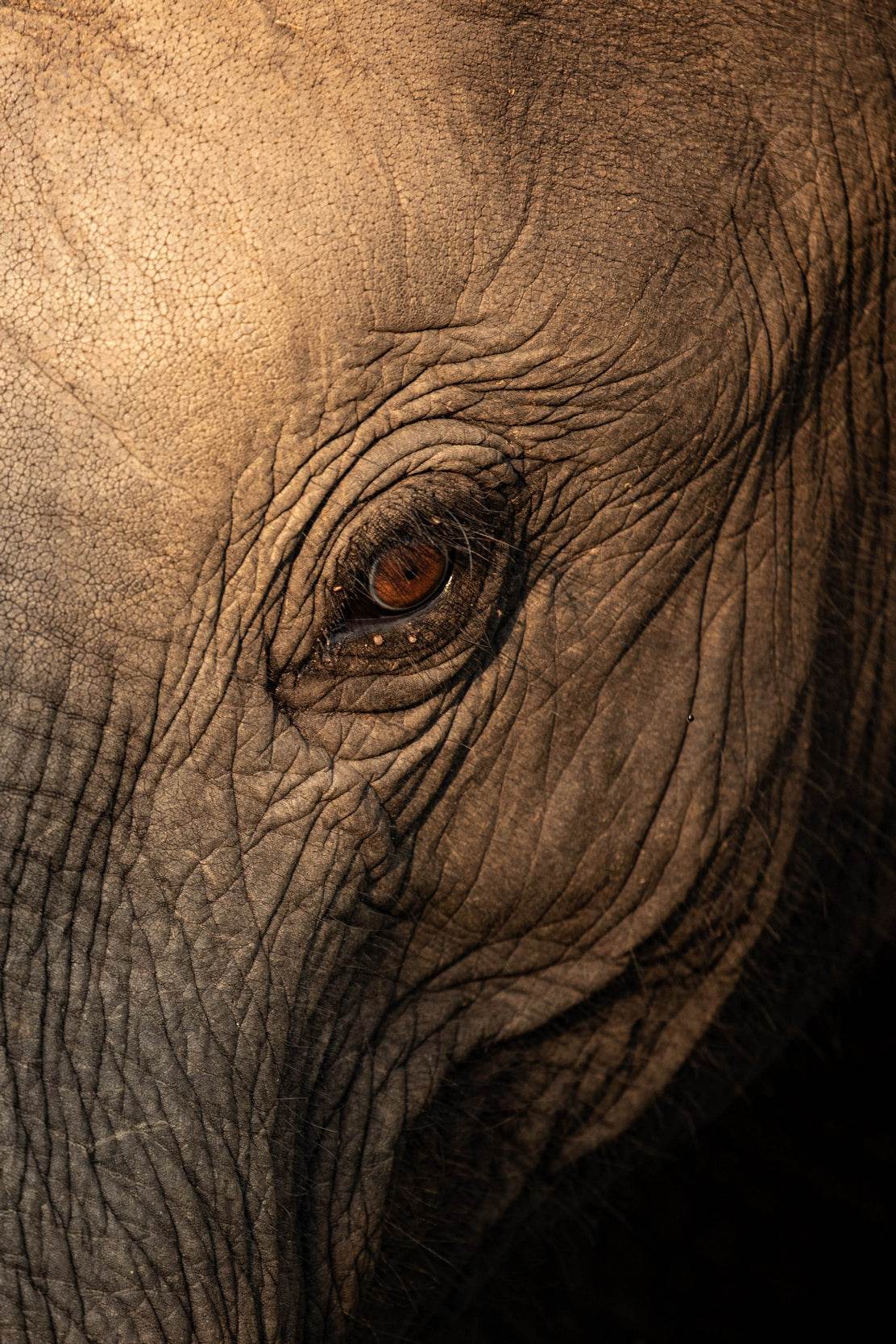 Eye of a Giant Elephant Wall Art - beink online art store