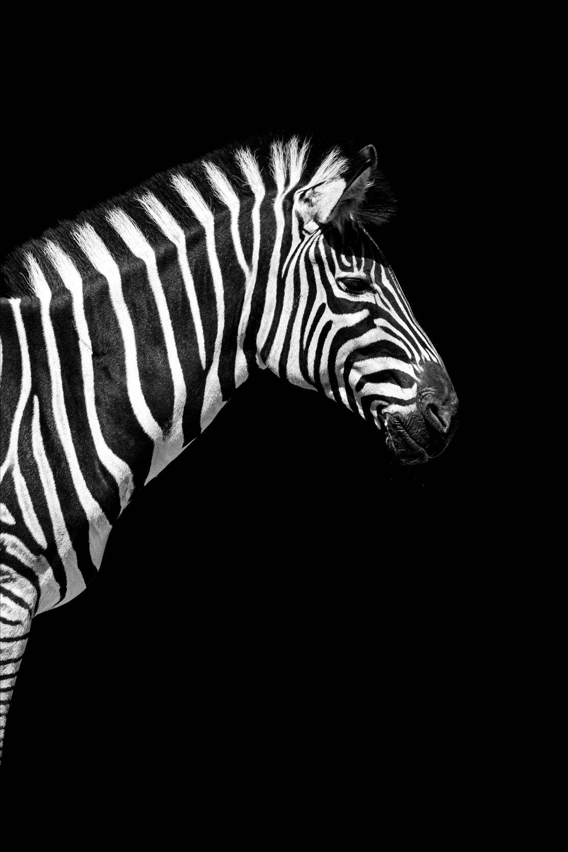 Zebra Black & White Wall Art - beink online art store