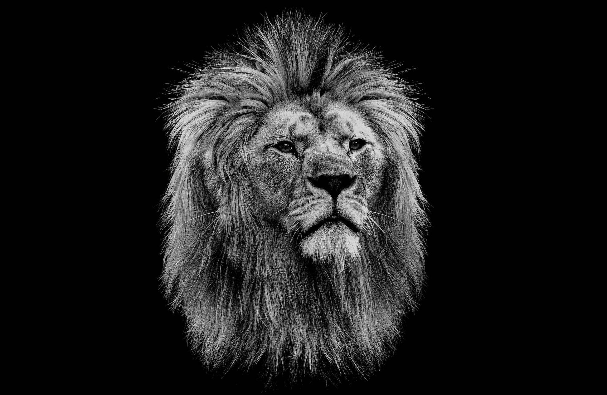 Black and White Head of a Lion - beink online art store