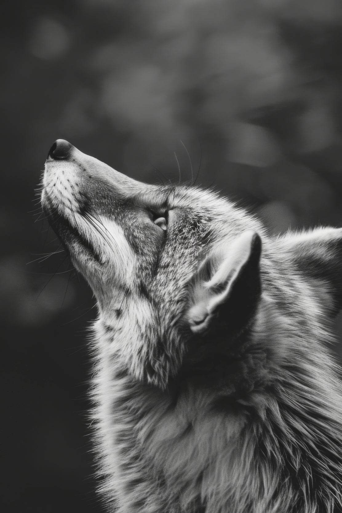 Coyote Black & White Wall Art - beink online art store