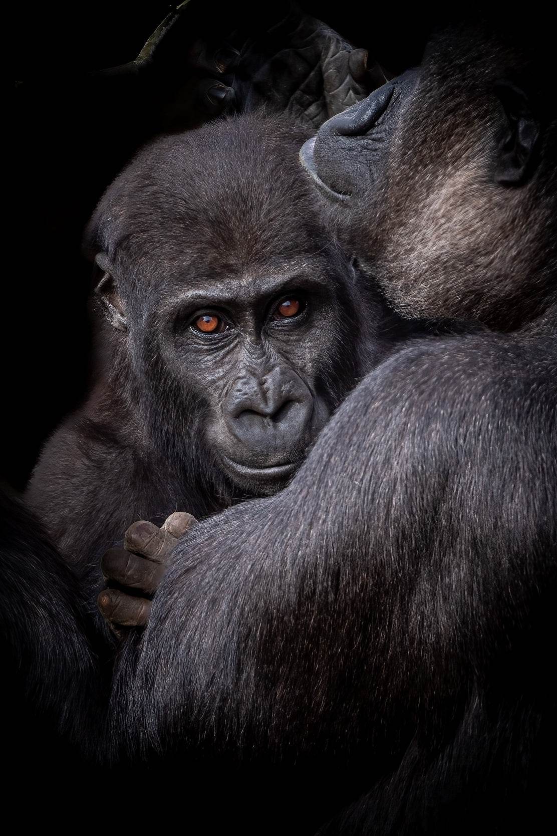 Picture of Baby Gorilla With Mother Wall Art - beink online art store