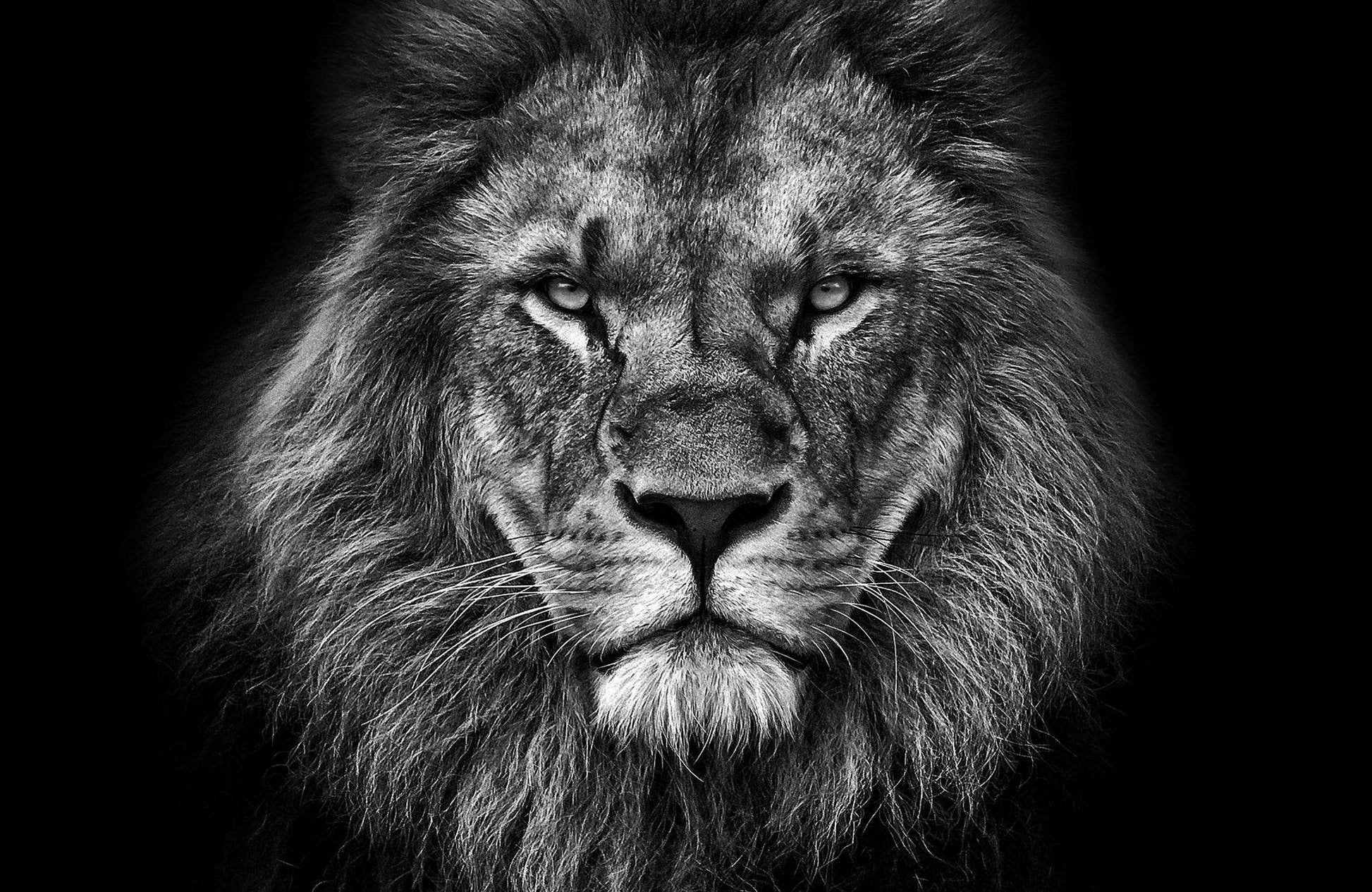 Face Fotage of Barbary Lion Wall Art - beink online art store