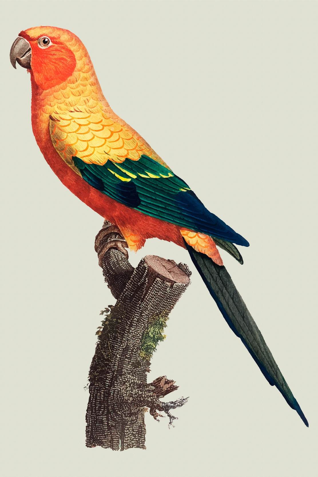 Painting of Sun Conure Parrot Wall Art - beink online art store