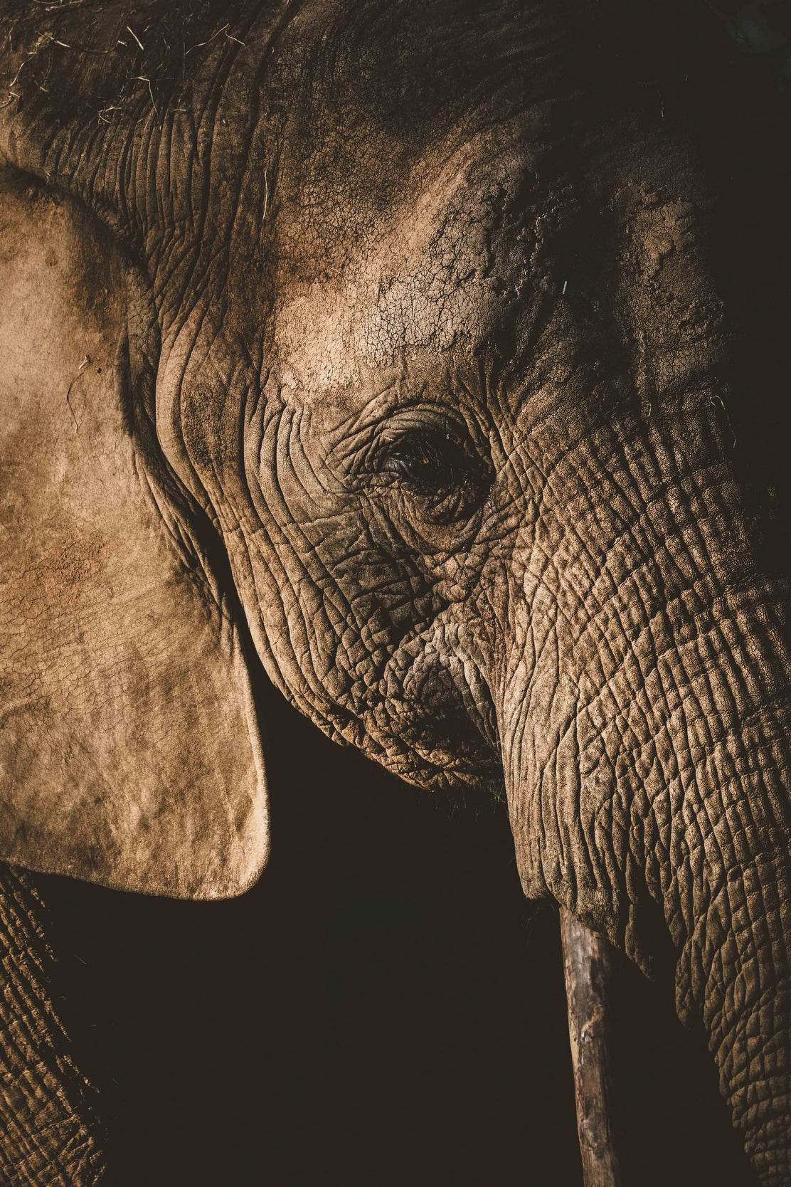 African Bush Elephant Wall Art - beink online art store