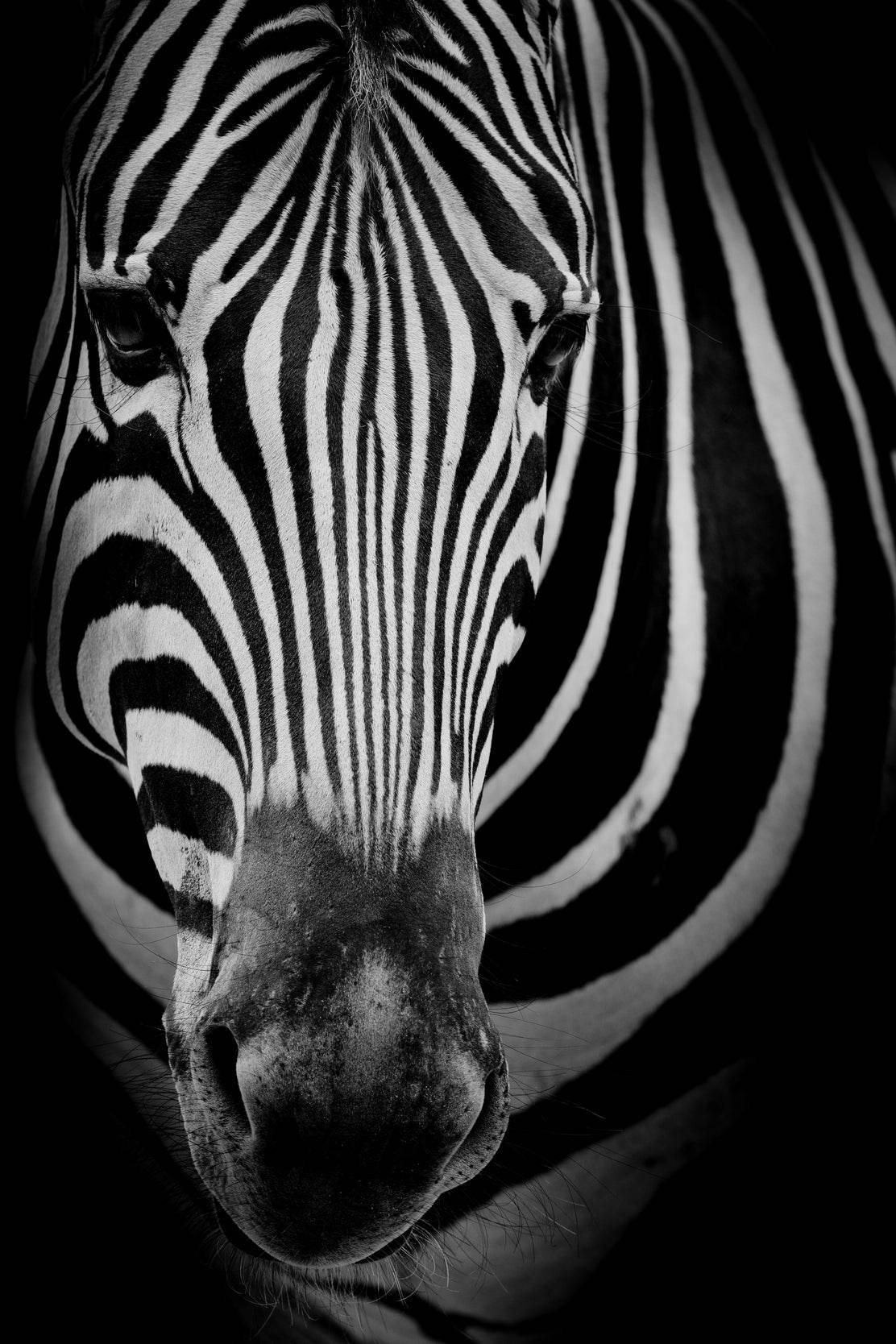 Zebra Black & White Wall Art - beink online art store