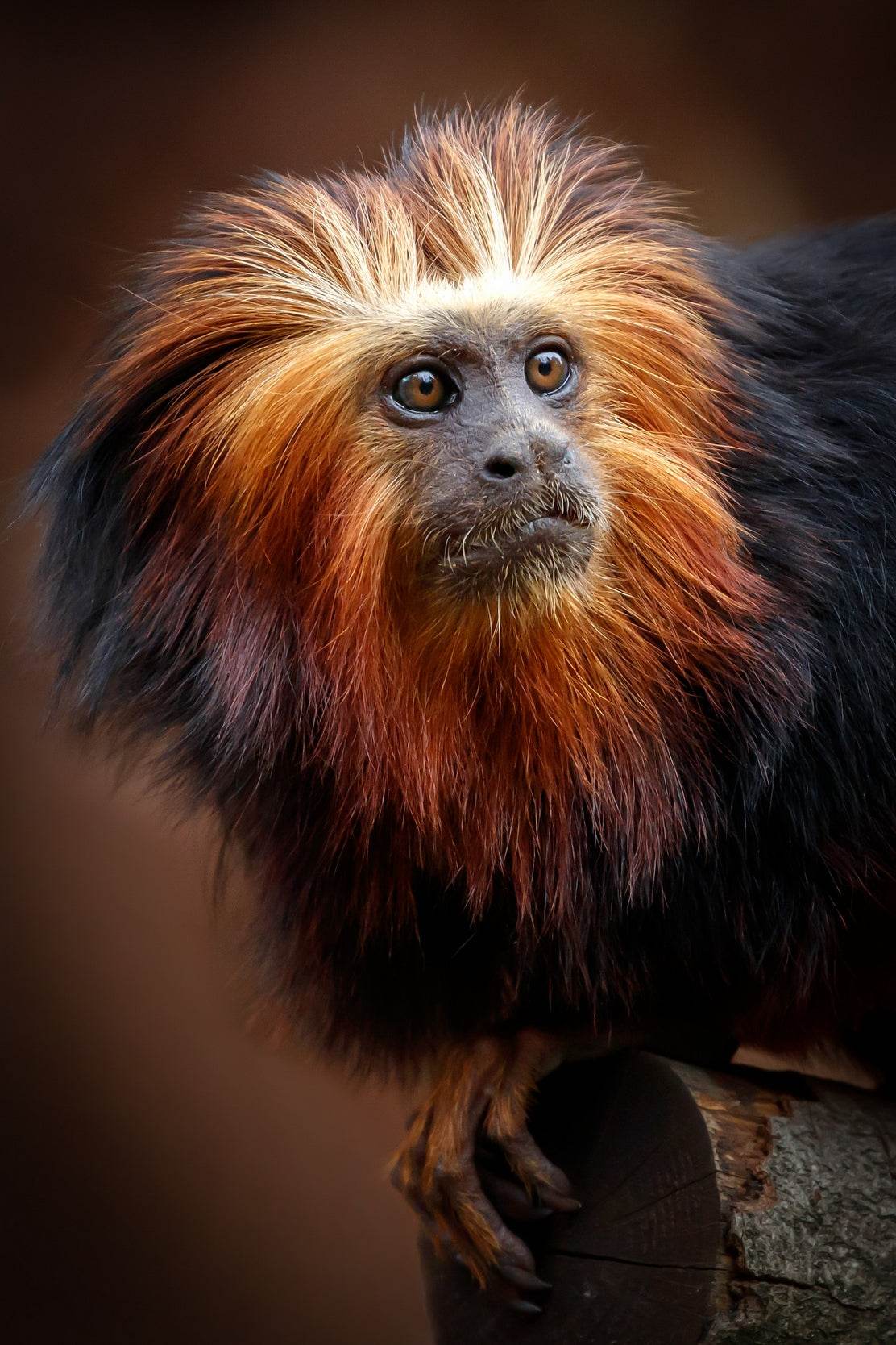 Golden Marmoset Monkey Wall Art - beink online art store