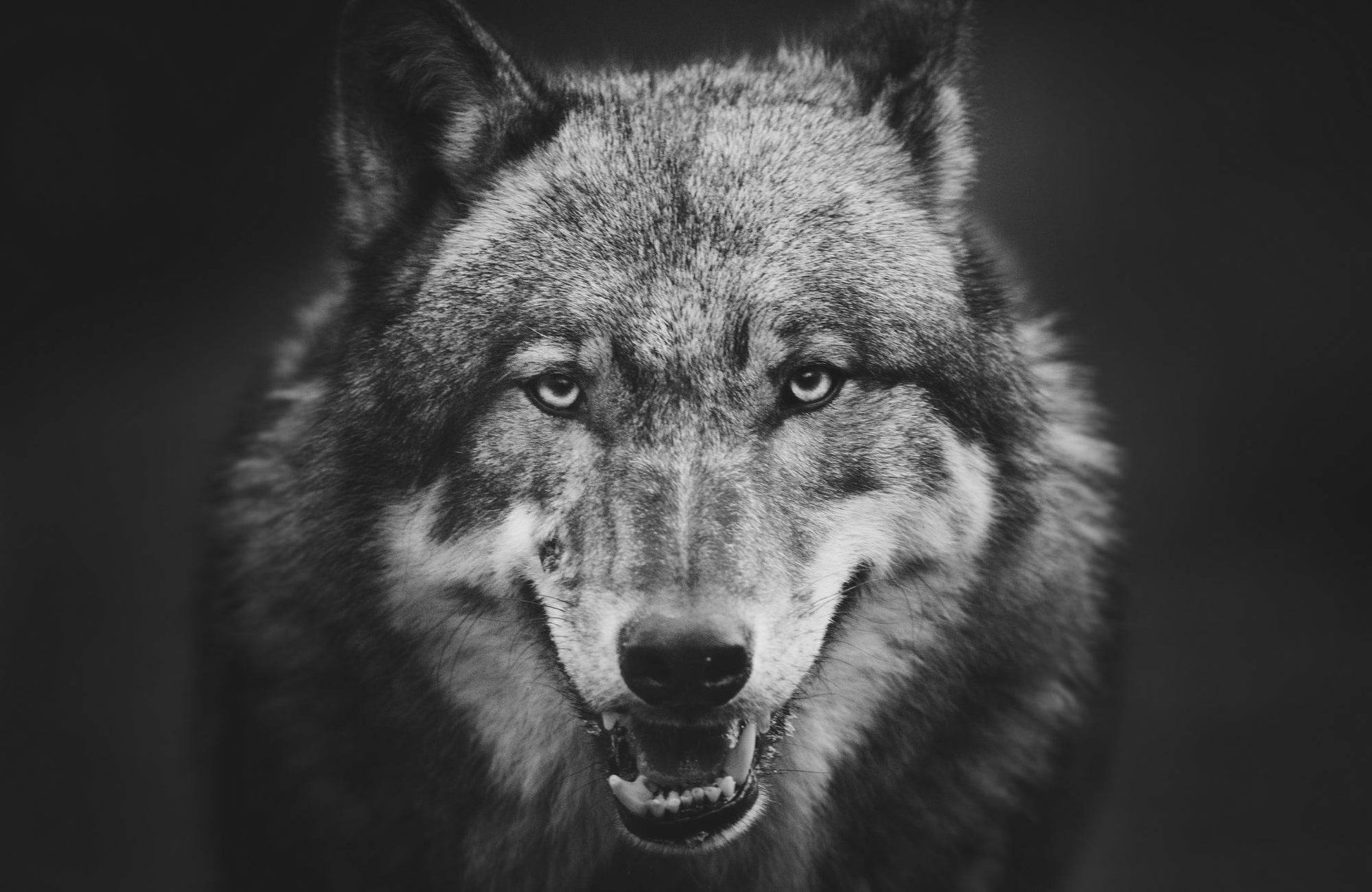 Scary Dark Gray Wolf Closeup Wall Art - beink online art store