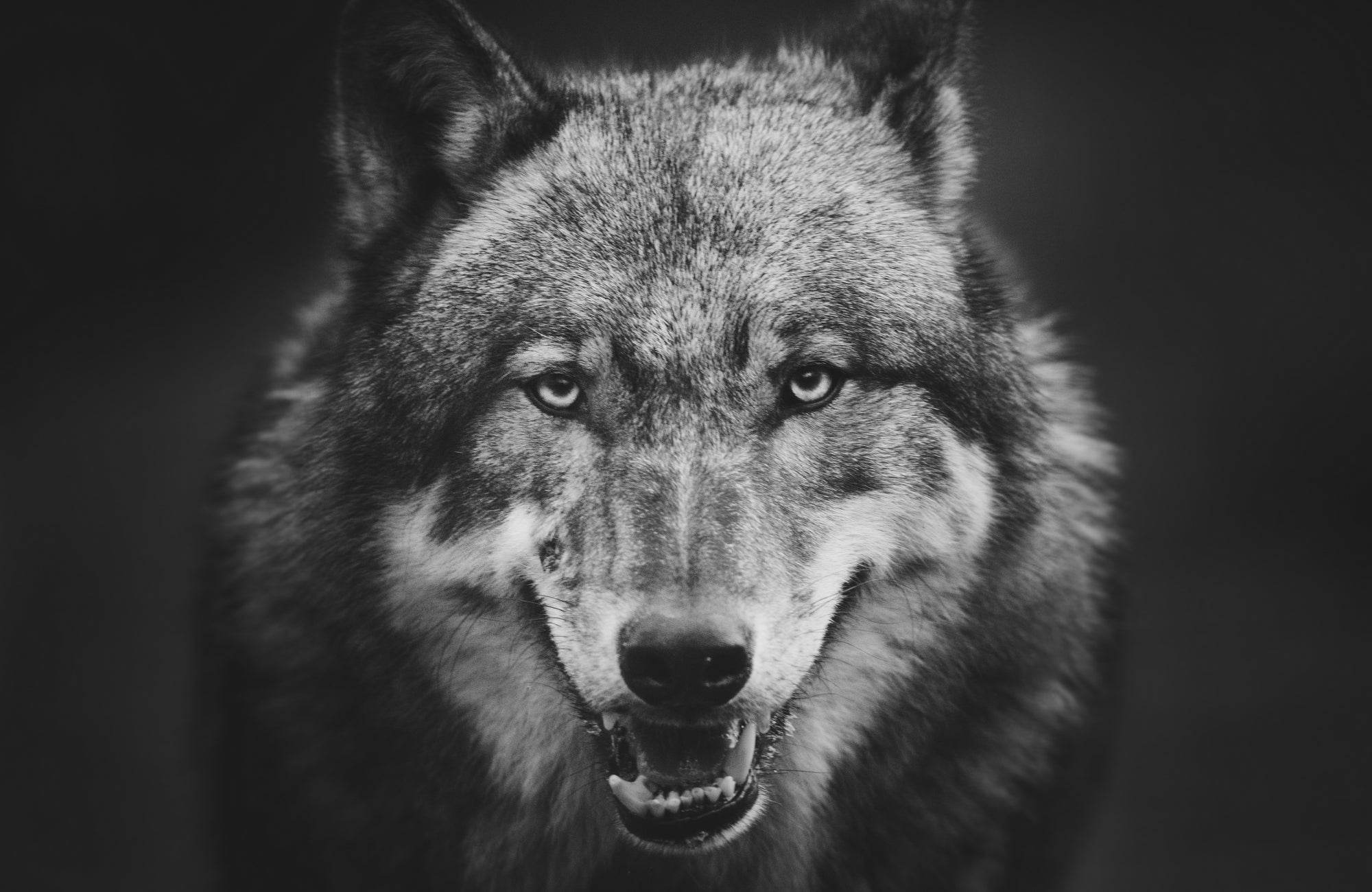 Scary Dark Gray Wolf Closeup Wall Art - beink online art store
