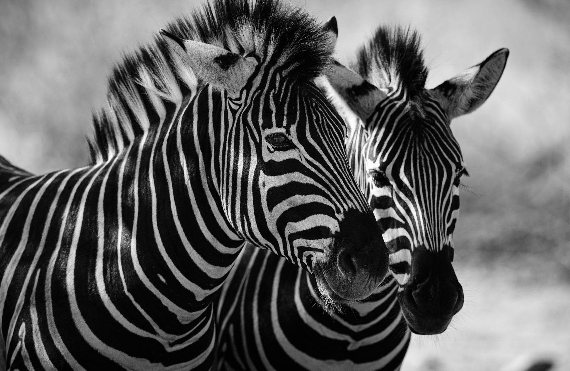 Pair of Zebra Black and White Picture - beink online art store