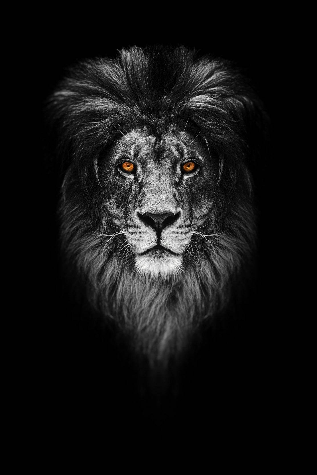 Dark Face of Barbary Lion Wall Art - beink online art store