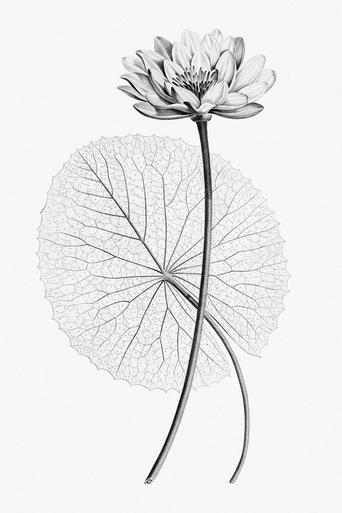 Vintage Lotus Black & White Wall Art - beink online art store