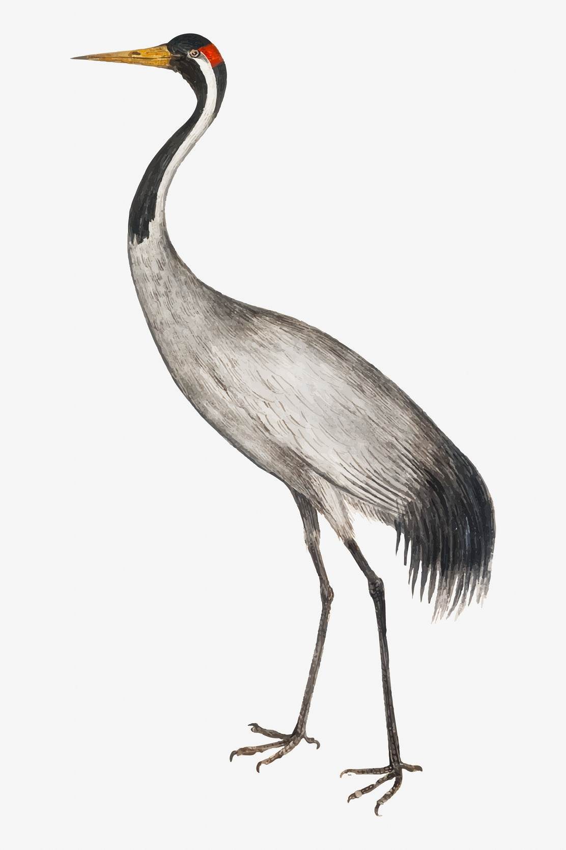 Vintage Style Common Crane Wall Art - beink online art store