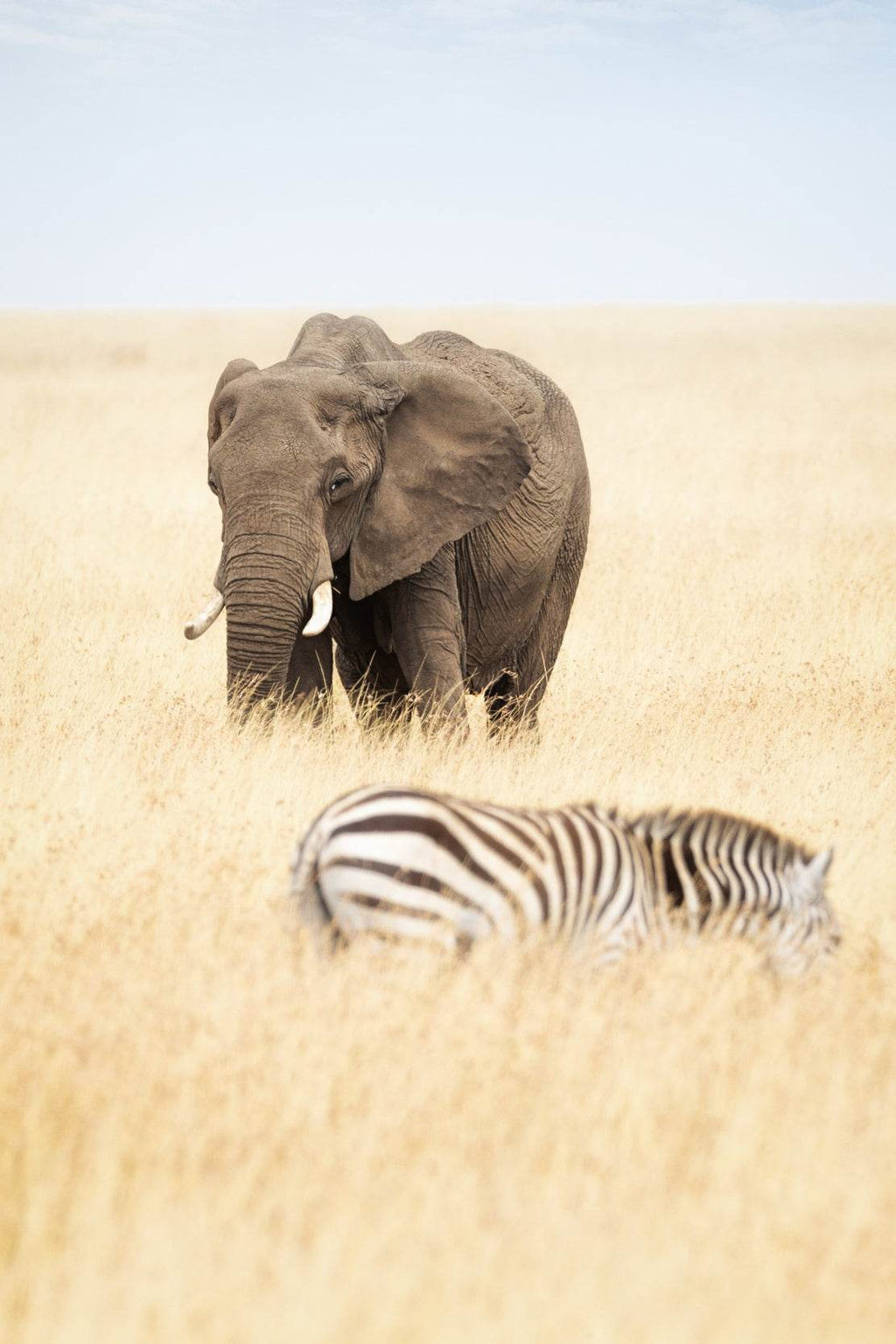 Elephant and Zebra Picture Wall Art - beink online art store
