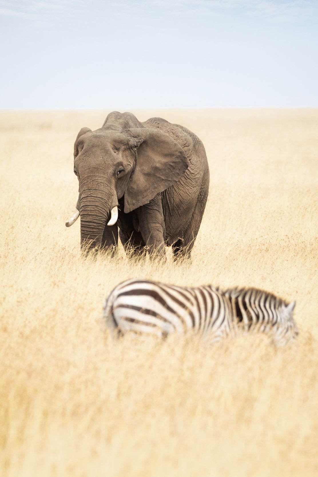 Elephant and Zebra Picture Wall Art - beink online art store