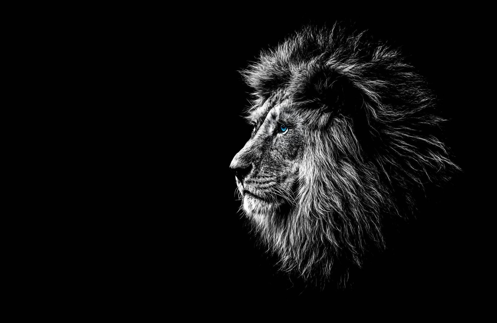 Barbary Lion Dark Gray Picture Wall Art - beink online art store