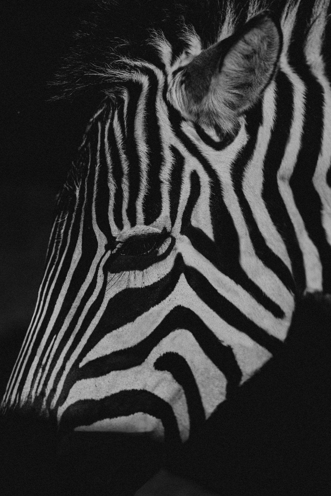 Zebra Black & White Wall Art - beink online art store