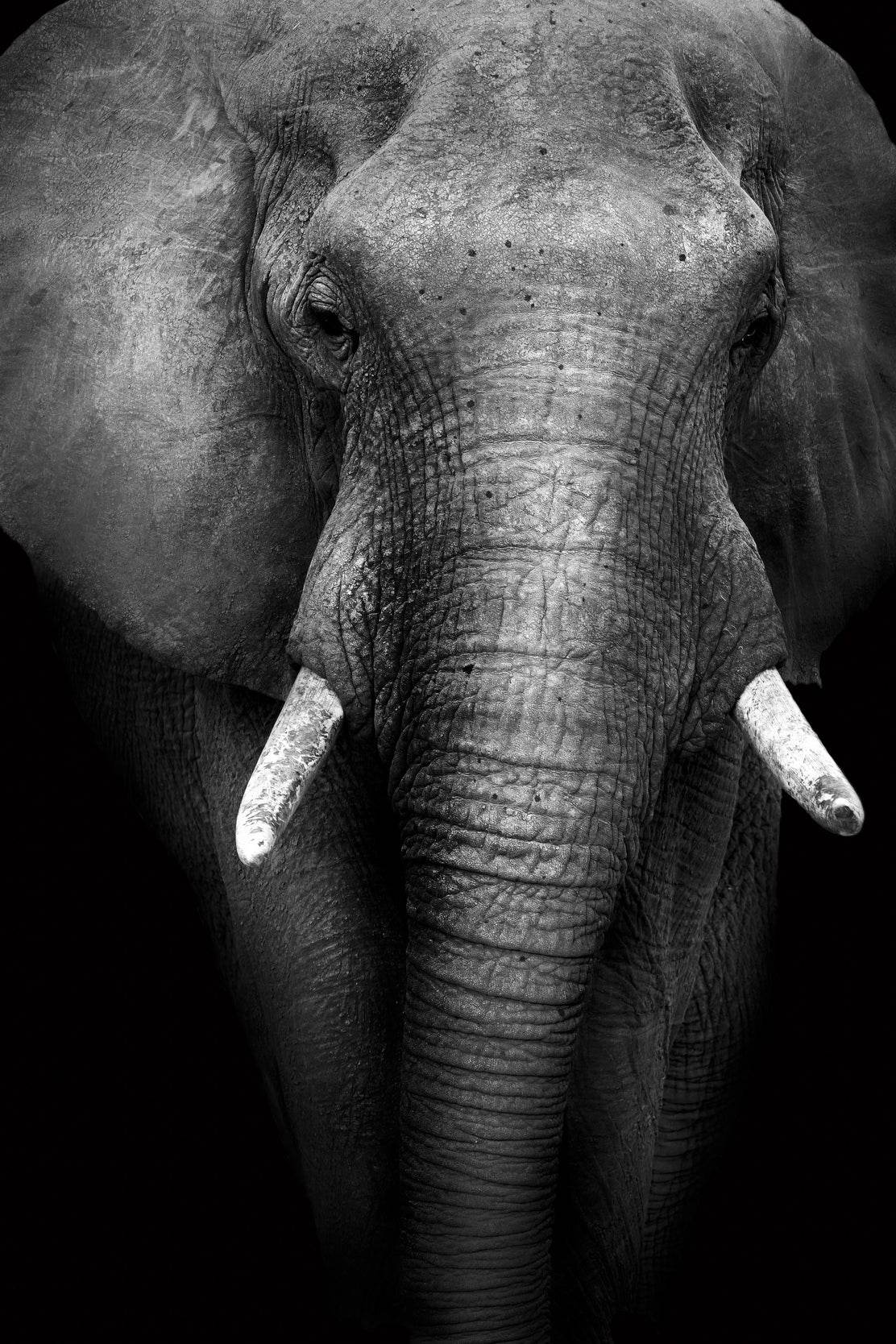 Front Side Picture of African Bush Elephant - beink online art store
