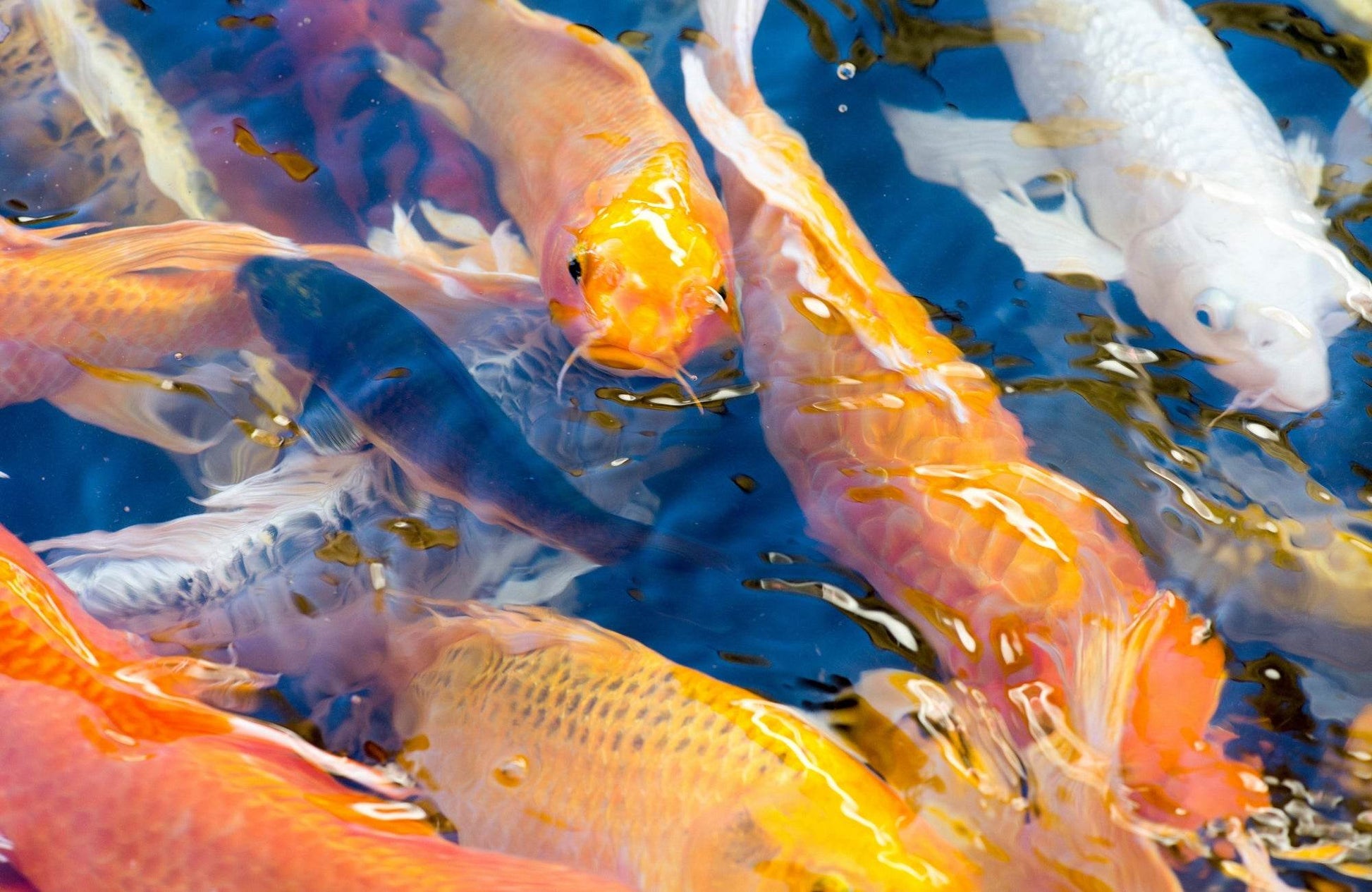 Fish Abstract Wall Art - beink online art store