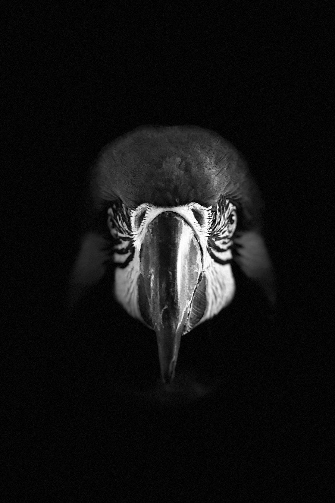 Macaw Black & White Wall Art - beink online art store