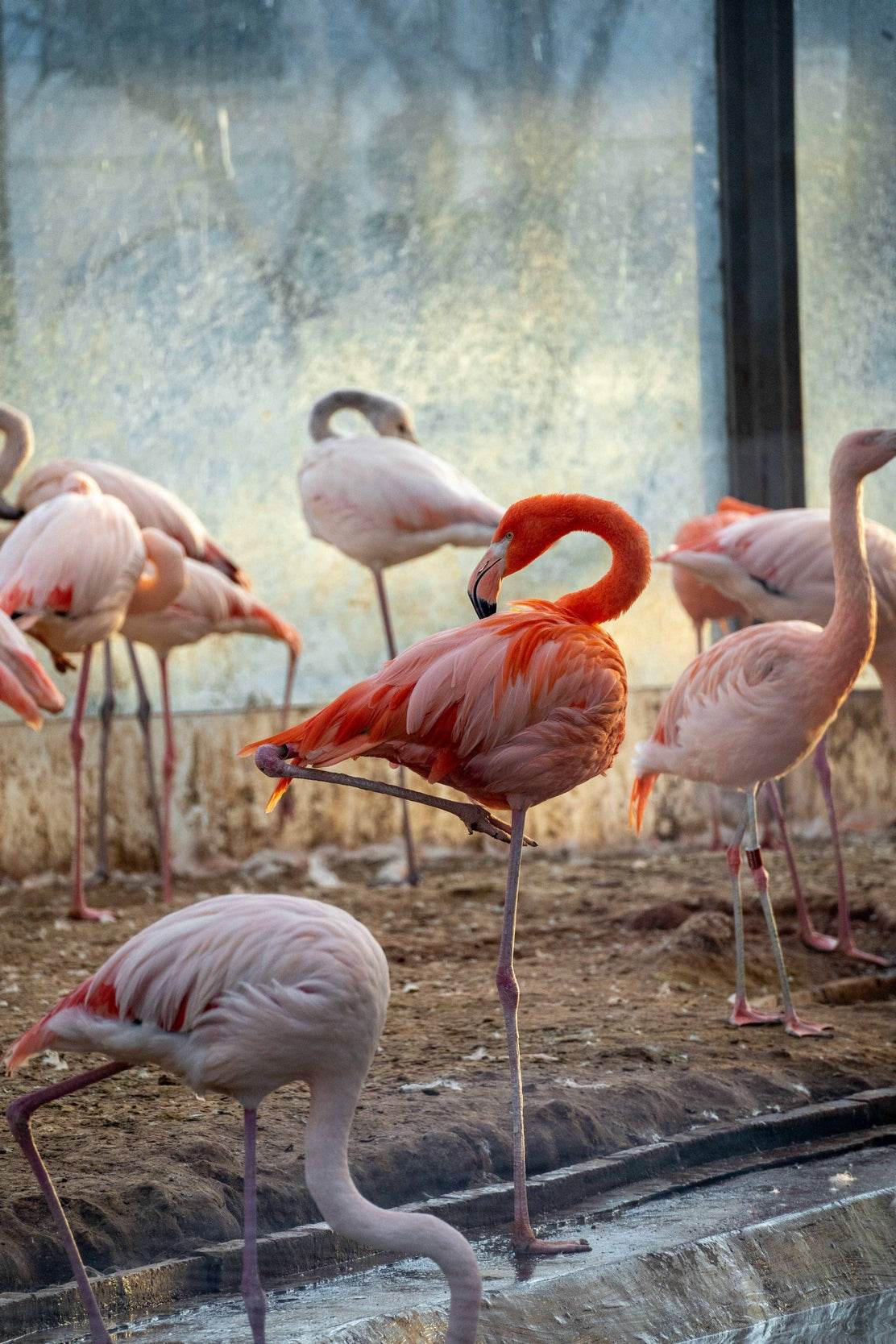 American Flamingo Wall Art - beink online art store