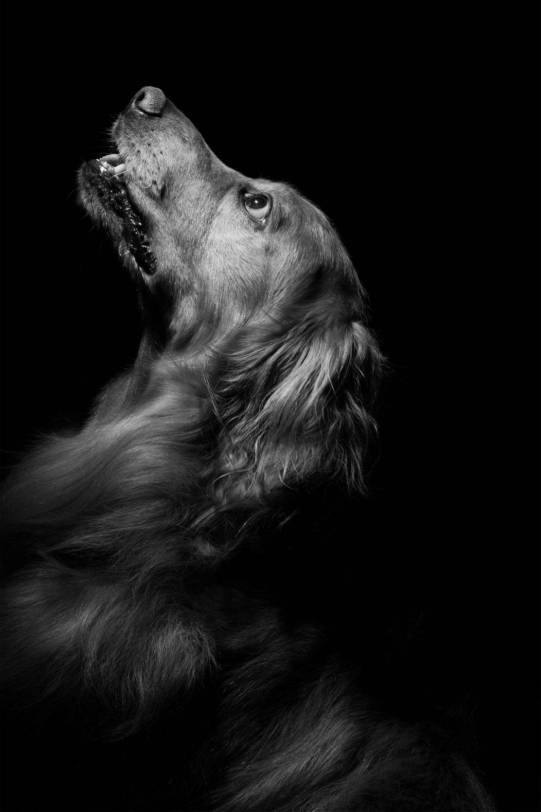Flat-Coated Retriever Black & White Wall Art - beink online art store