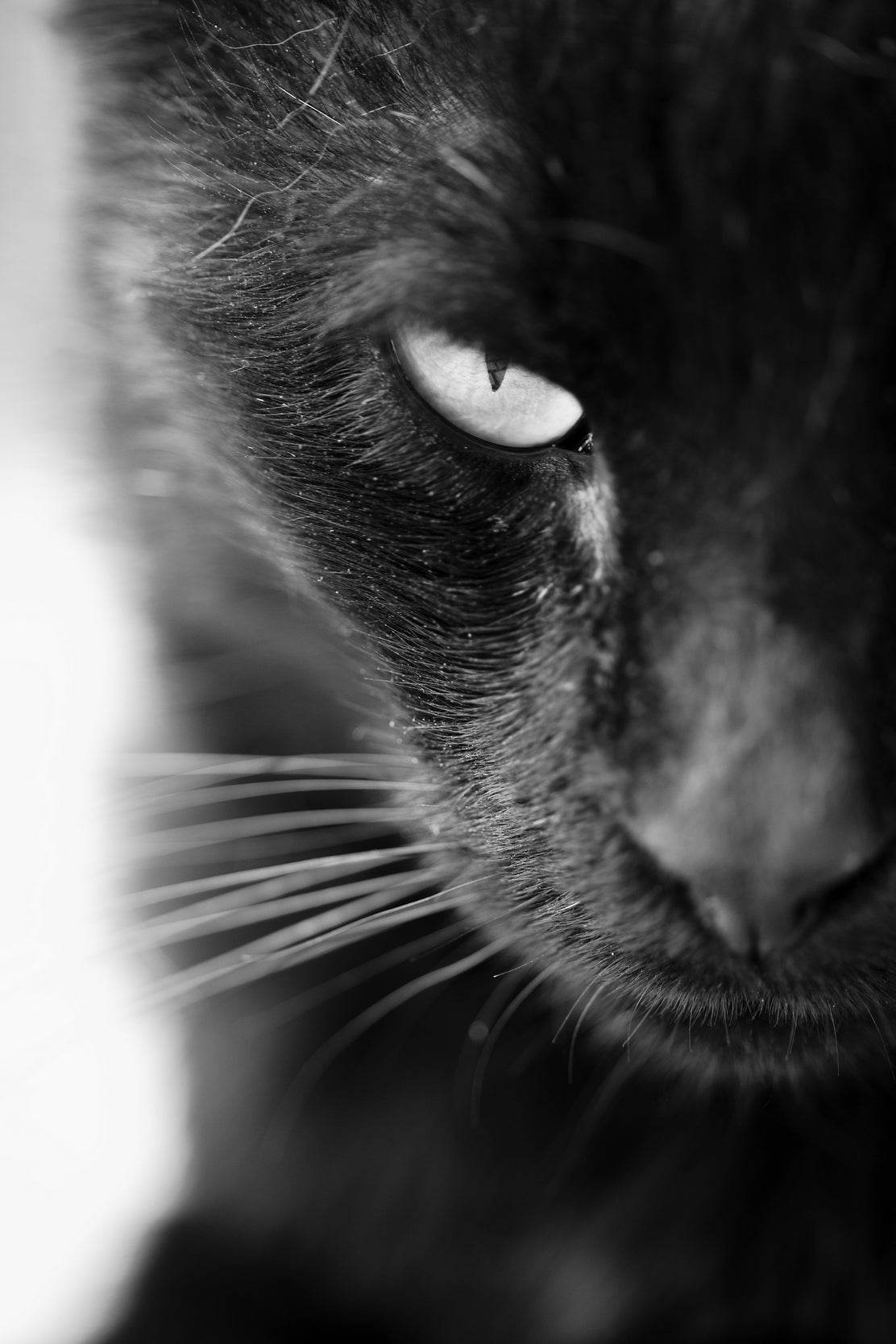 Static Eyes Cat Black & White Wall Art - beink online art store